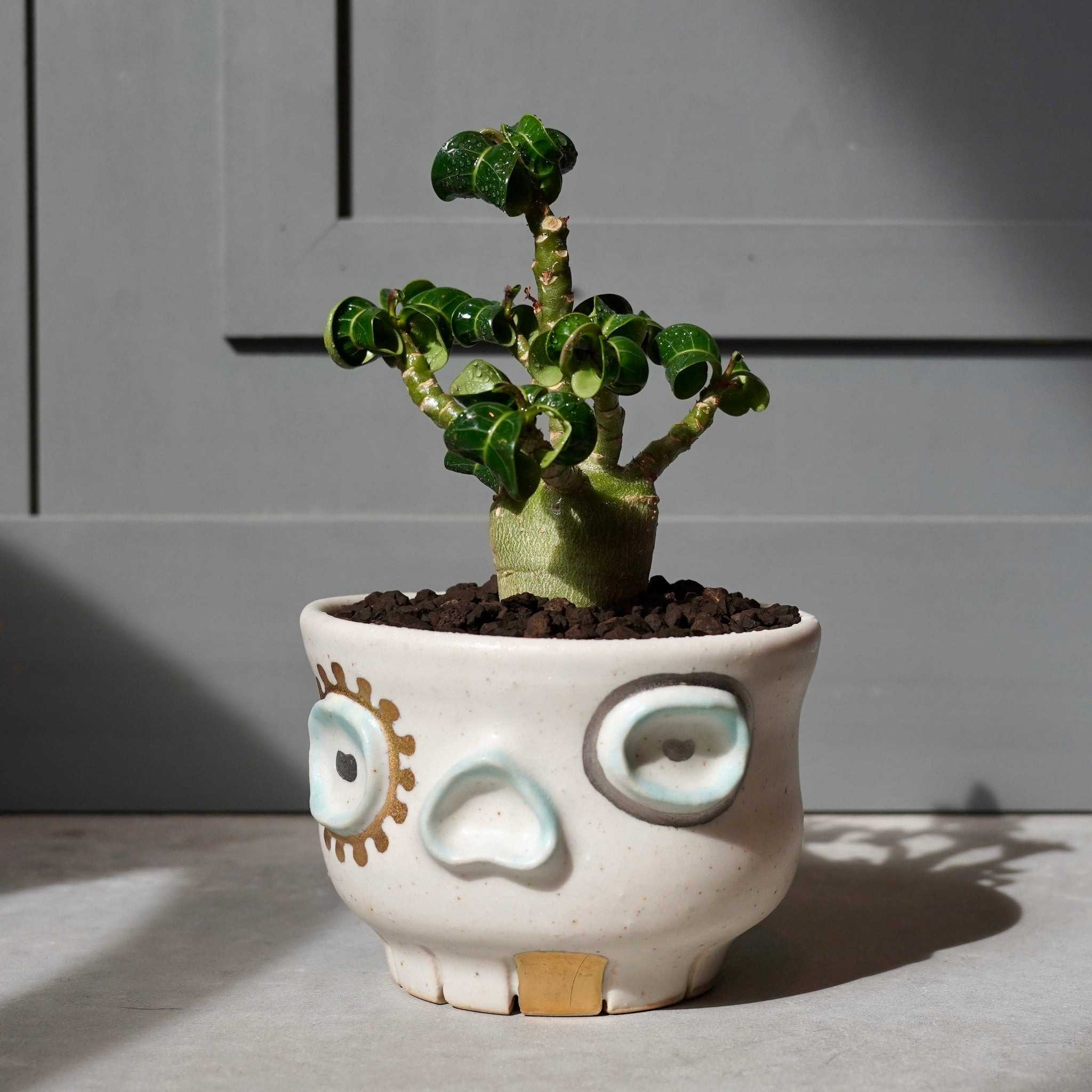 田路 桂子 X アデニウム・メデューサ・D.H.A (獅子葉)