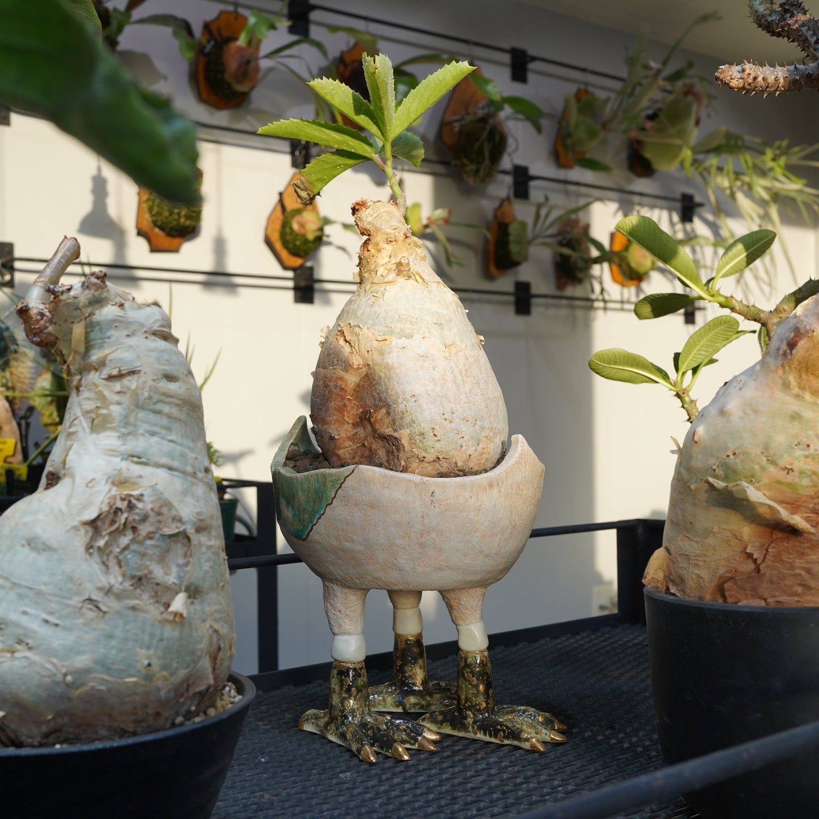 上乃  悠七 X キフォステンマ・セイチアナ