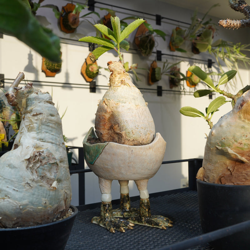 上乃  悠七 X キフォステンマ・セイチアナ