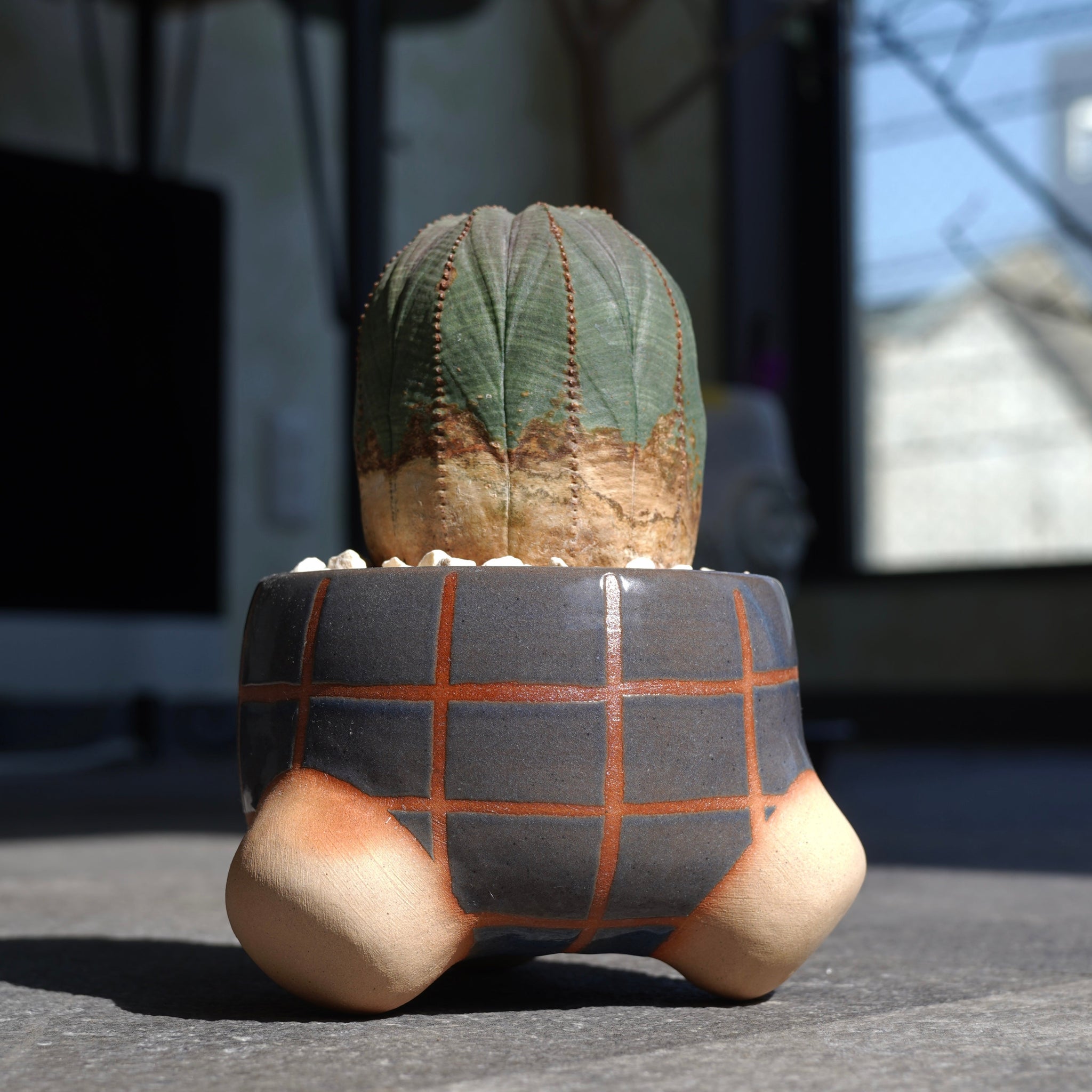 ハルヒ X ユーフォルビア・オベサ