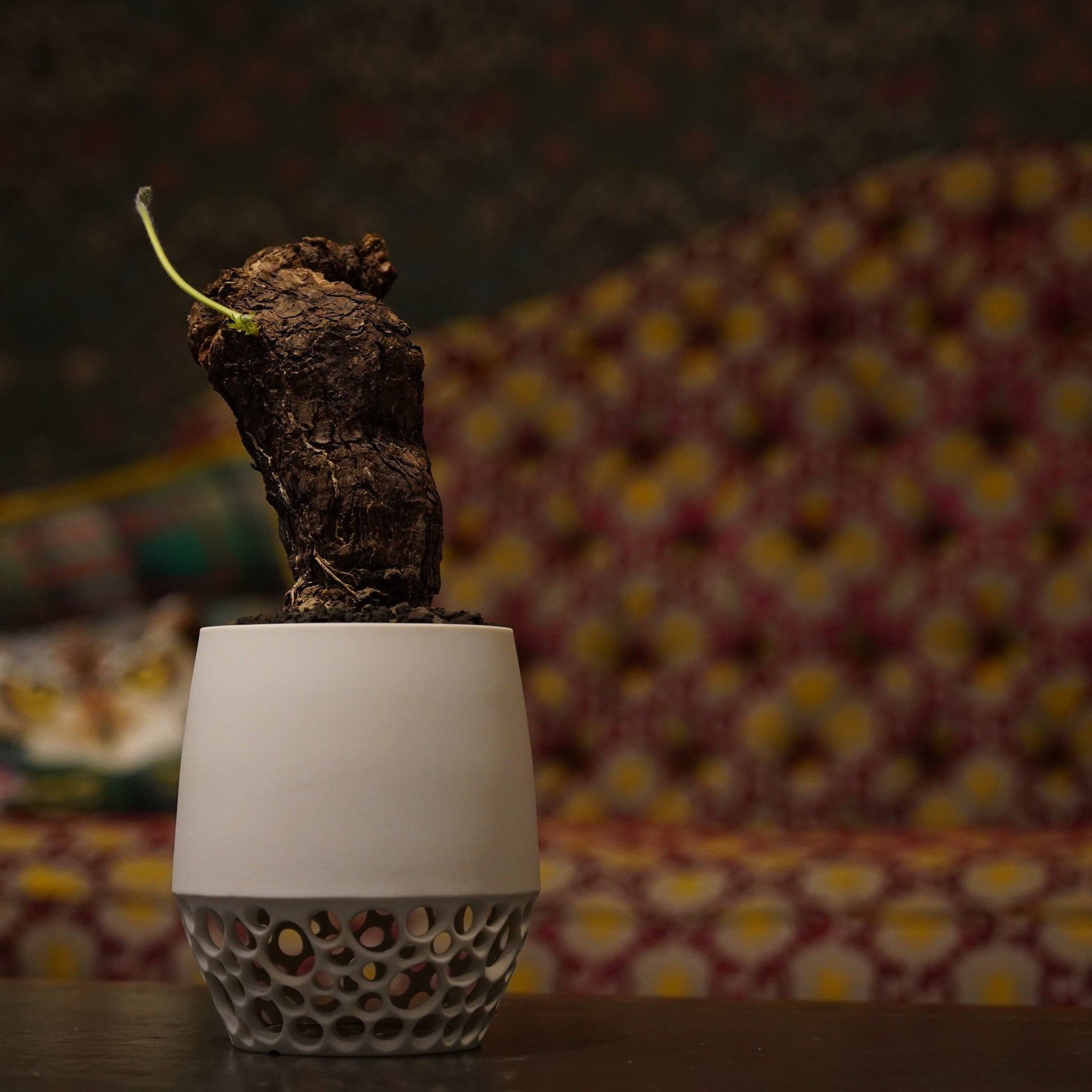 幸田大和×ペラルゴニウム・トリステ