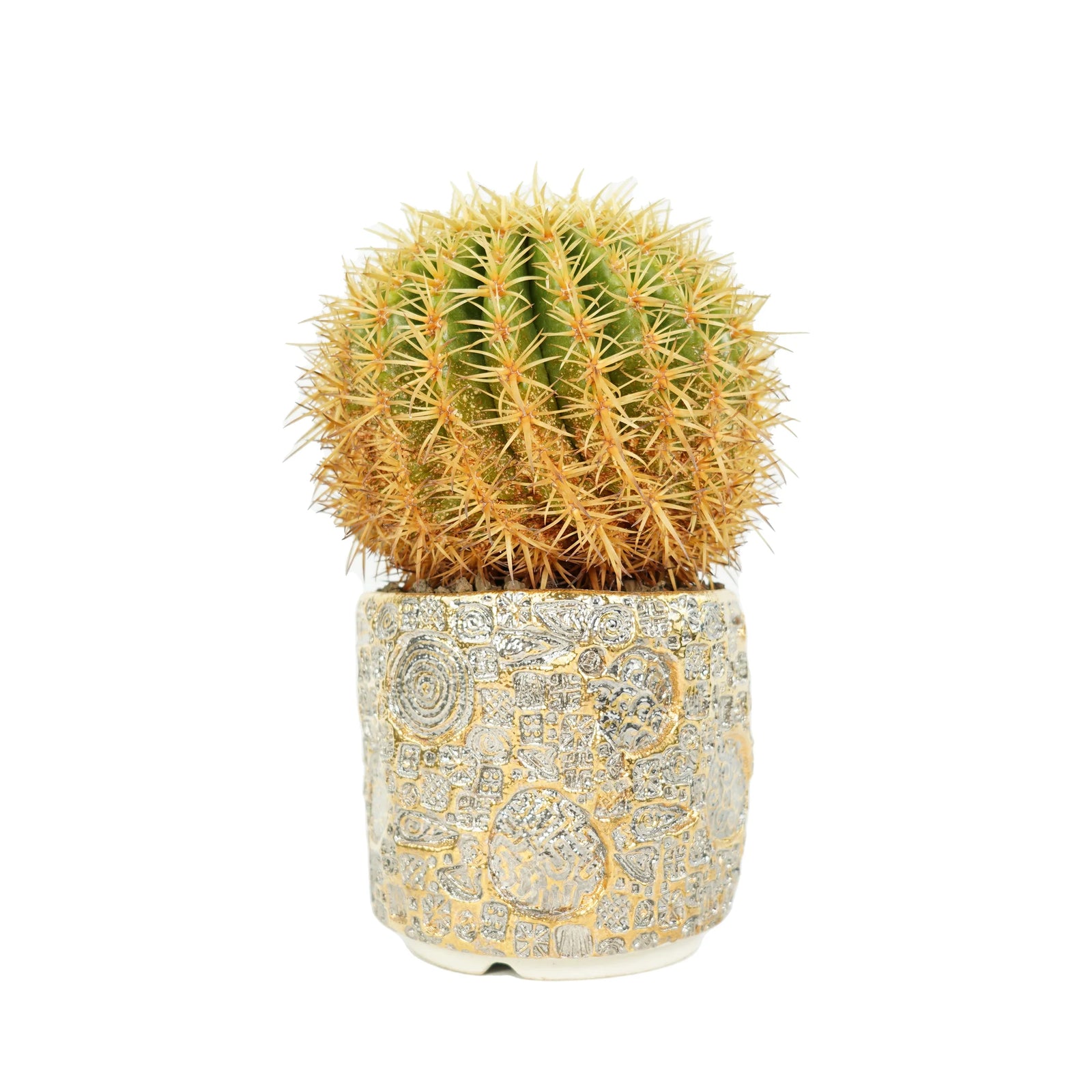 ゴールデンバレルカクタス 金鯱