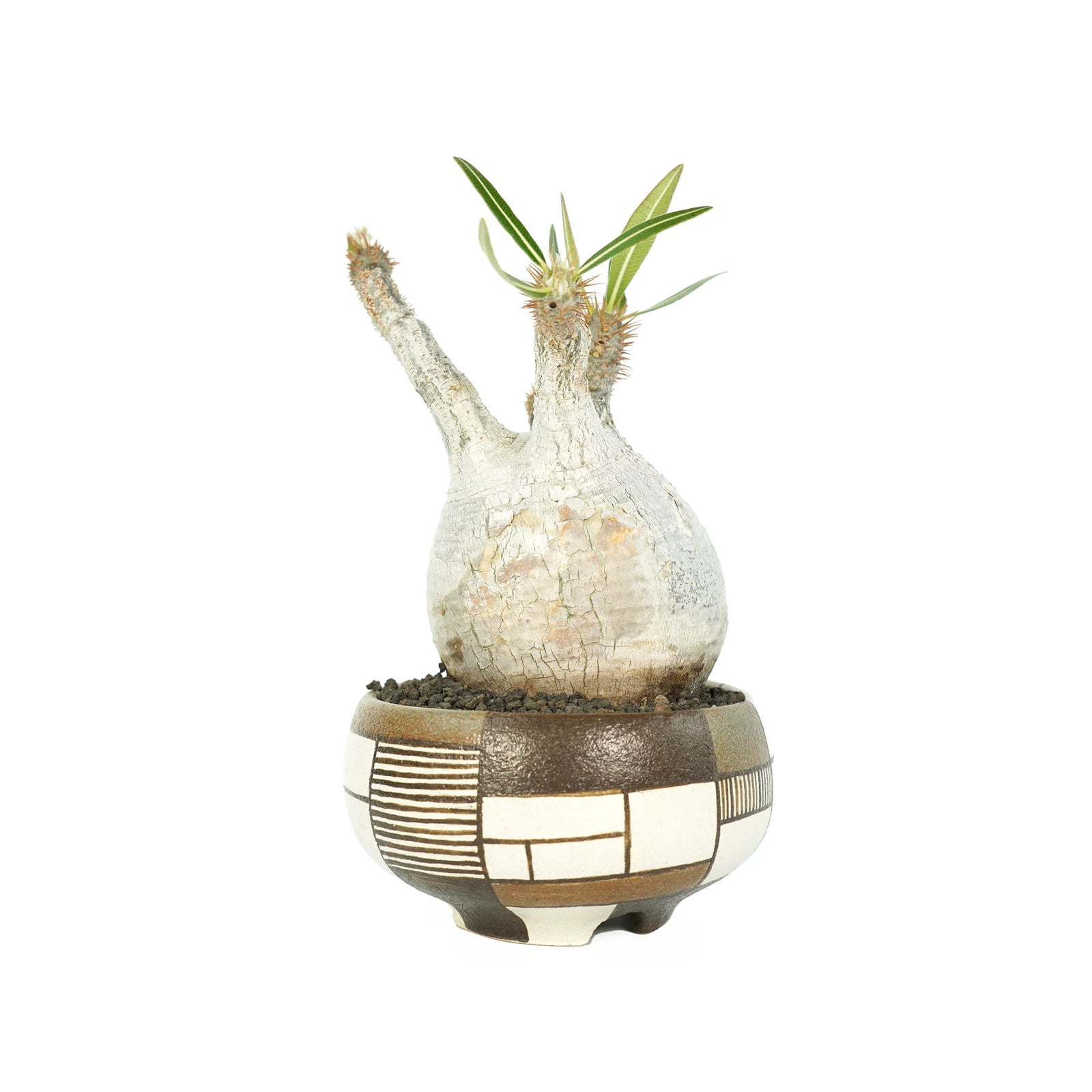 パキポディウムグラキリスの特徴