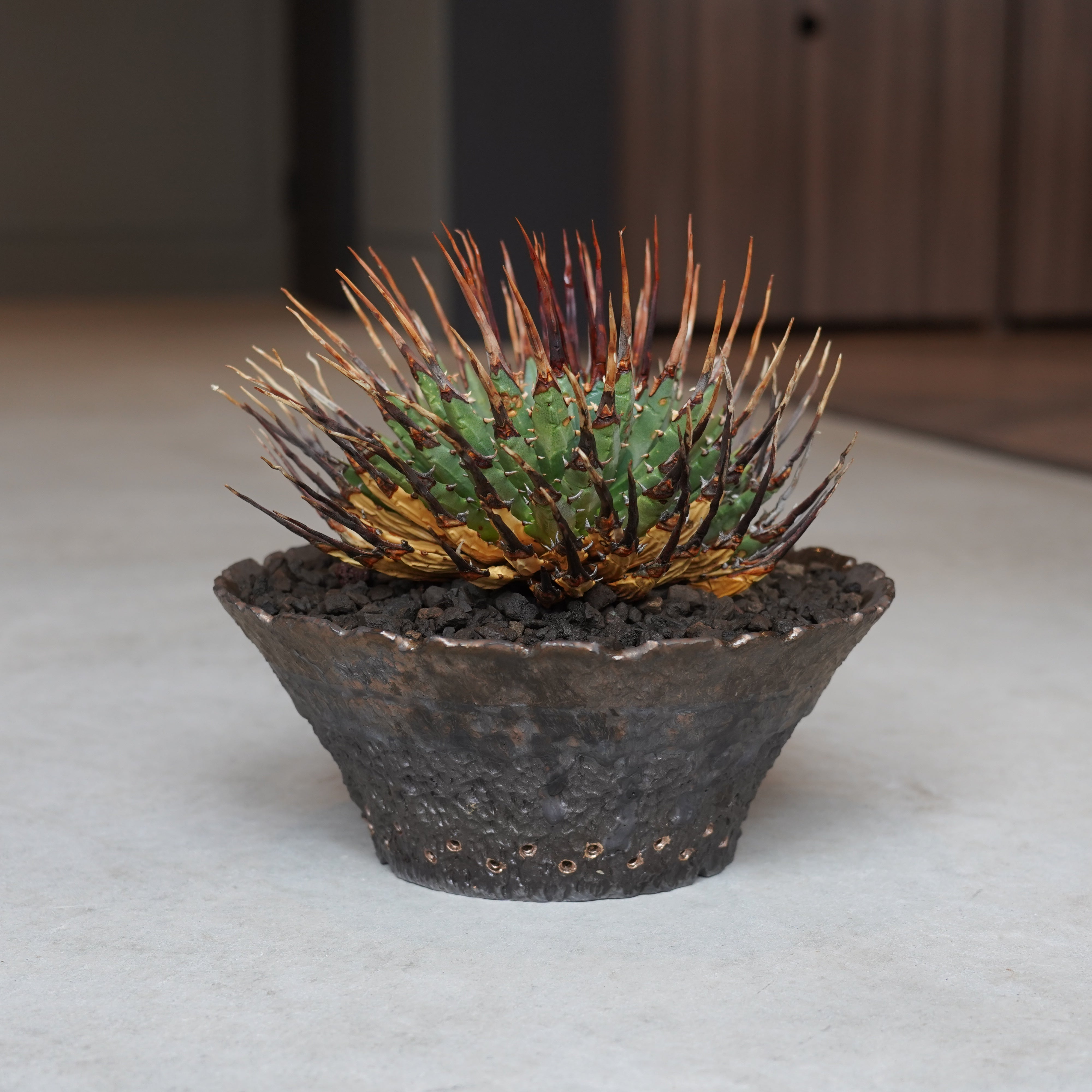 アガベエボリスピナ X アガベ・エボリスピナ – Hachi-8