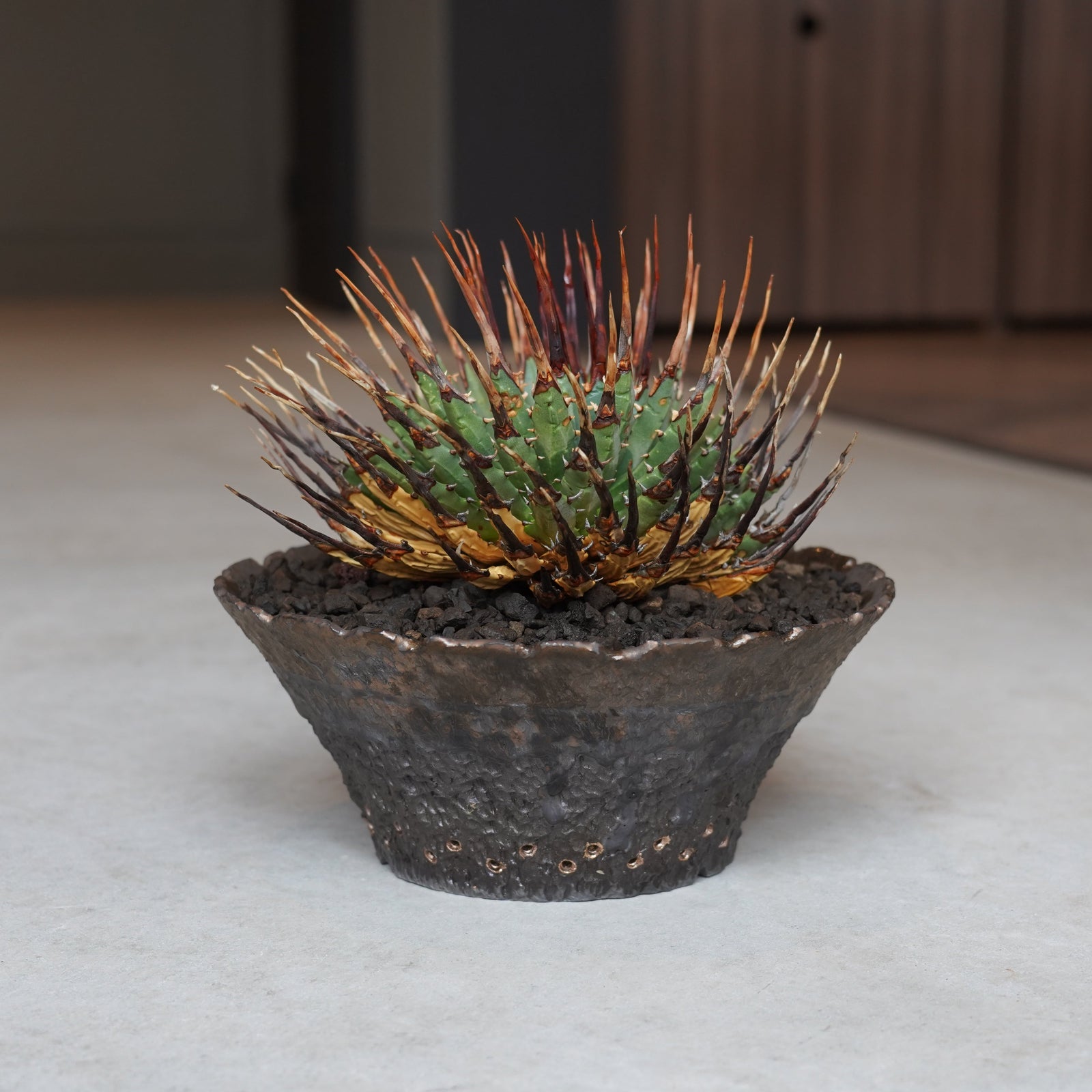 アガベエボリスピナ X アガベ・エボリスピナ