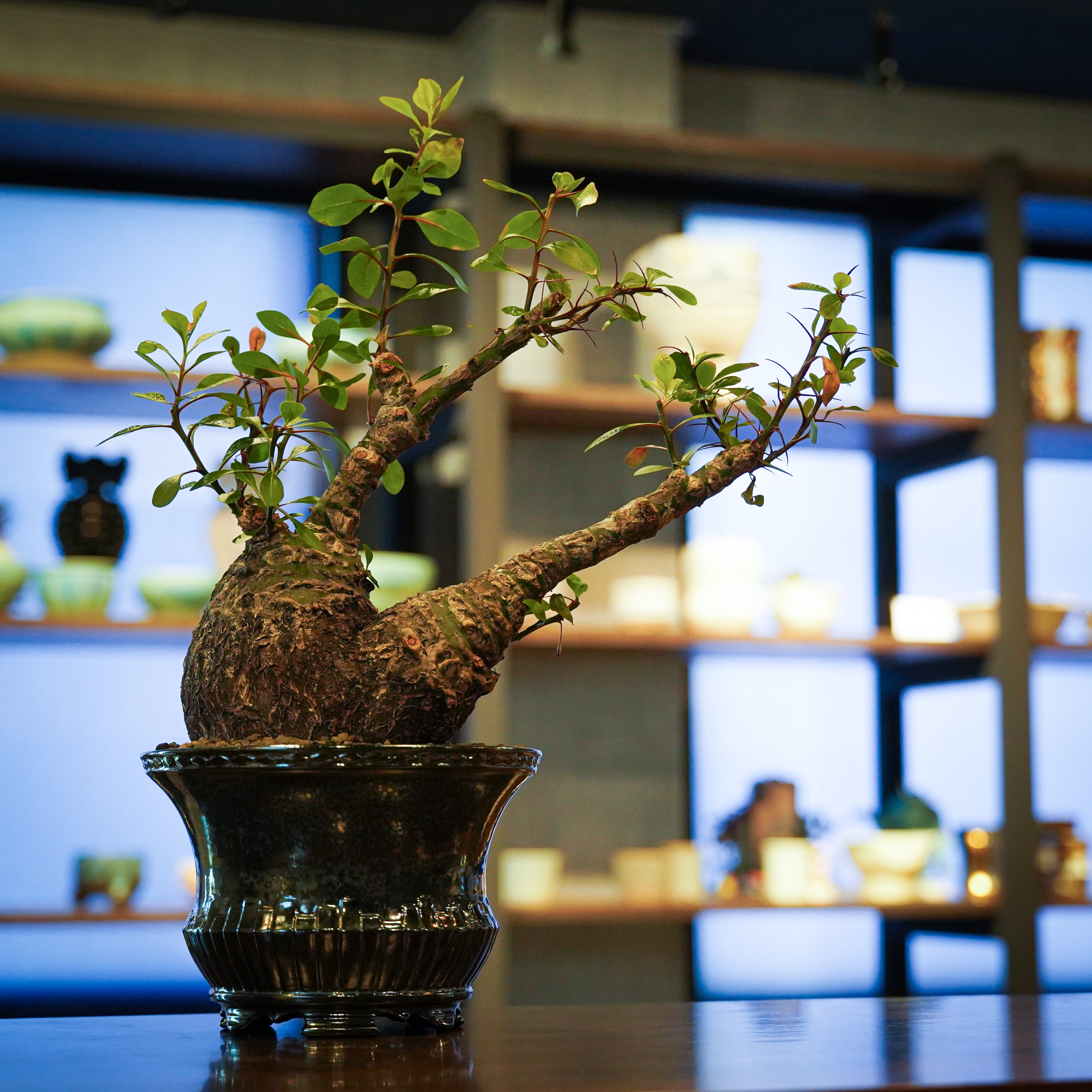 HACHI-8 WORKS – Hachi-8