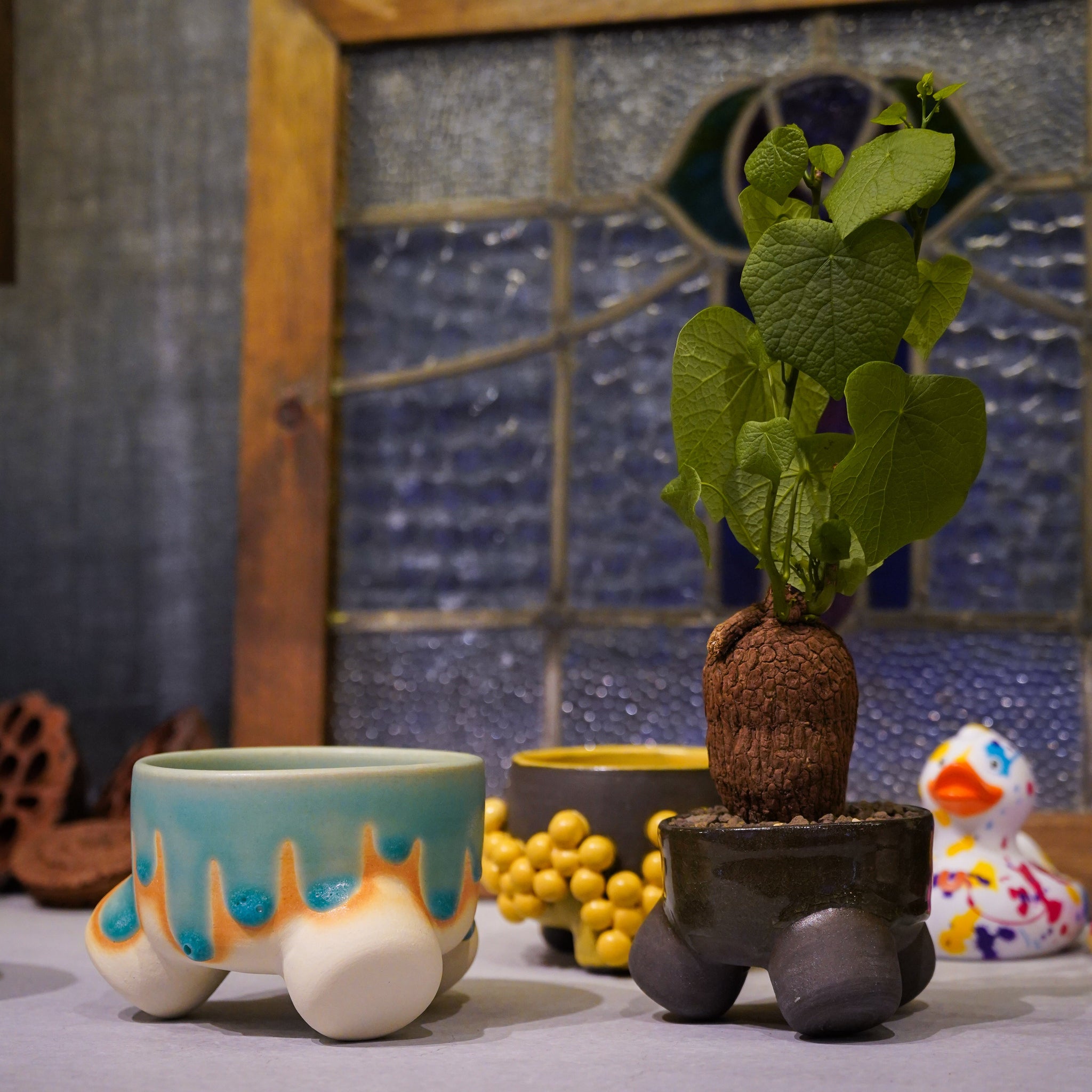 ハルヒ×ステファニア スベローサ