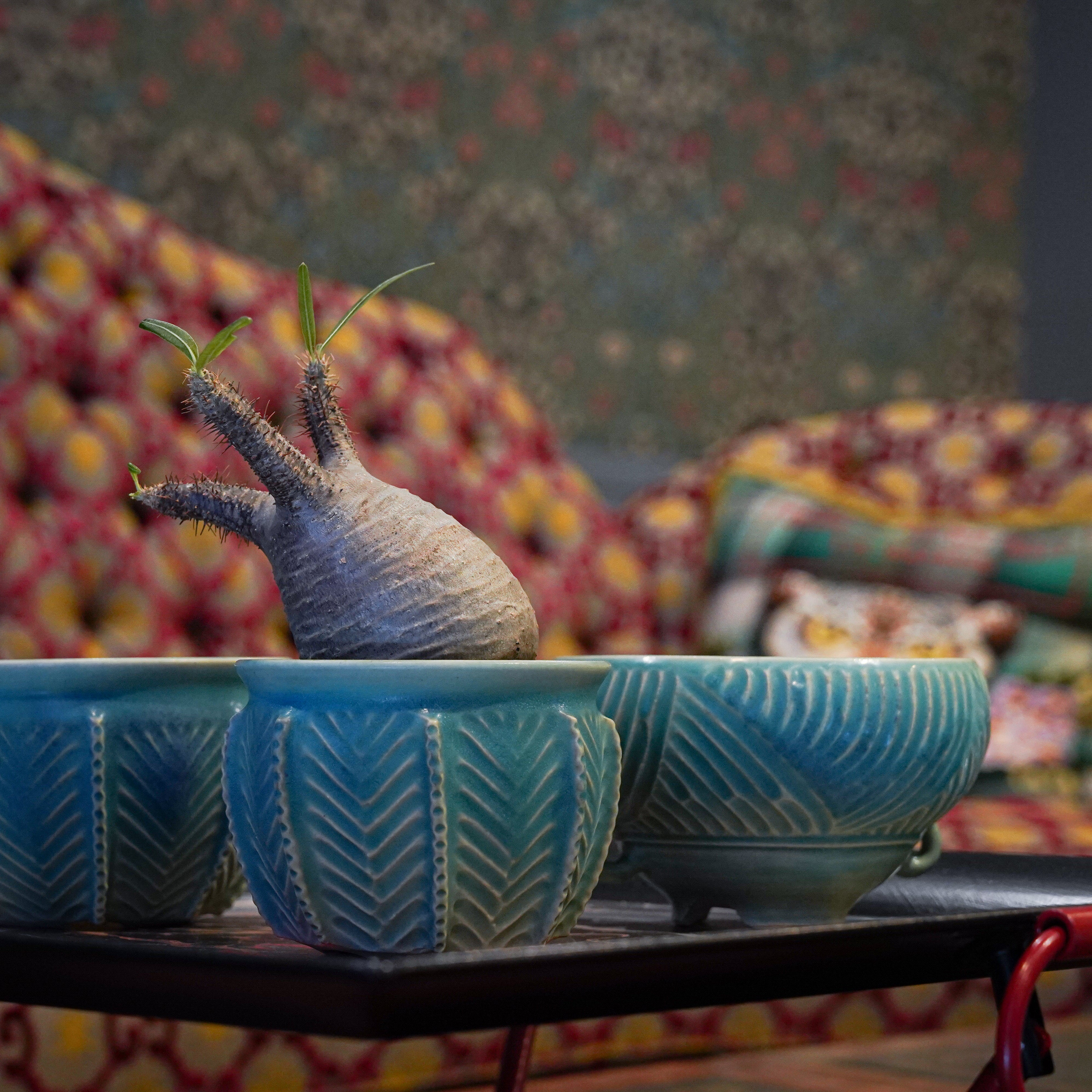 熊本栄司　陶器鉢　鉢底皿付き　作家鉢　グラキリス　アガベ　パキプス 熊本栄司 陶器鉢 鉢底皿付き 作家鉢 グラキリス アガベ パキプス 熊本