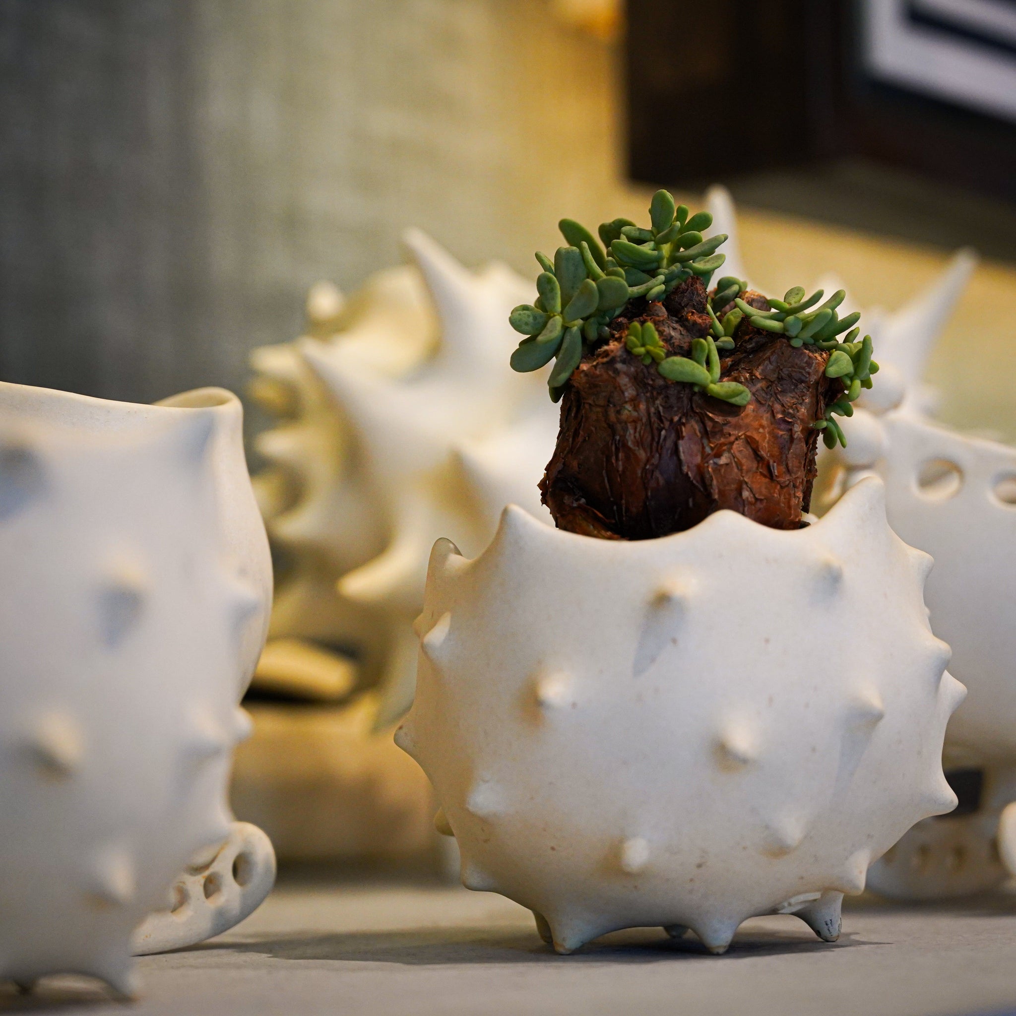 幸田大和×ケラリア・ピグマエア