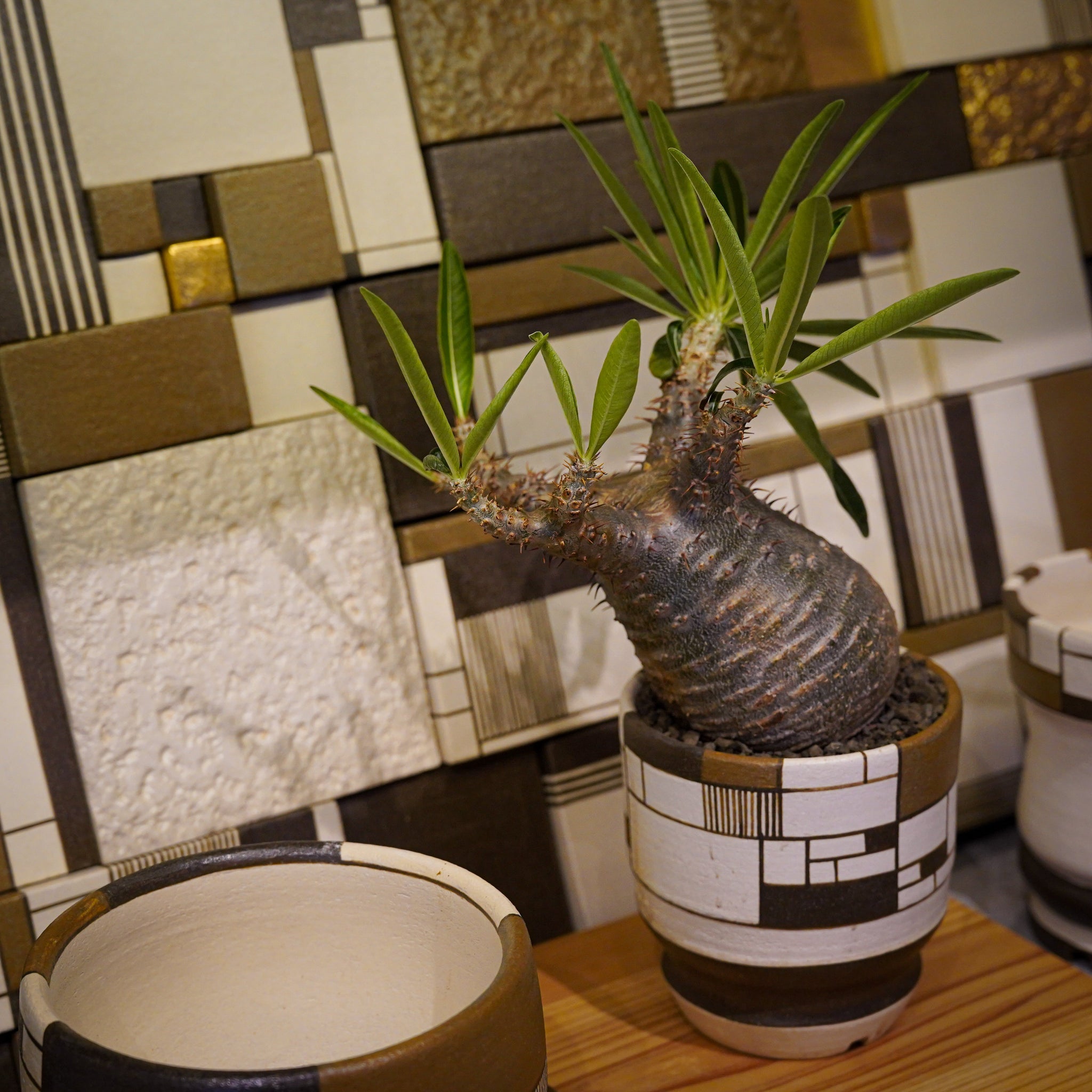 ウォルシュ香織×パキポディウム グラキリス