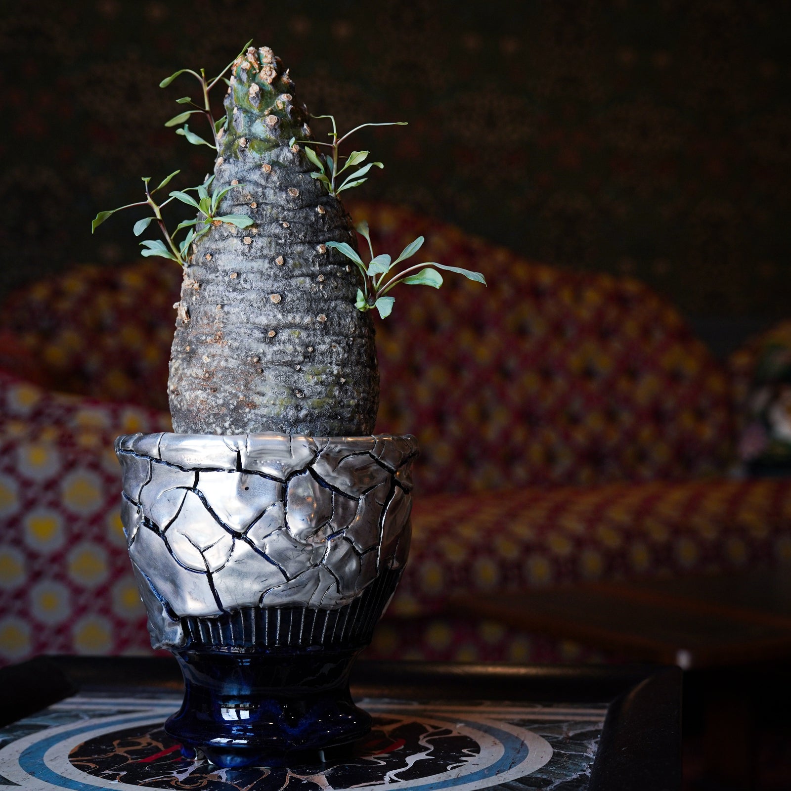 Wild Heaven × フォークイエリア・コルムナリス