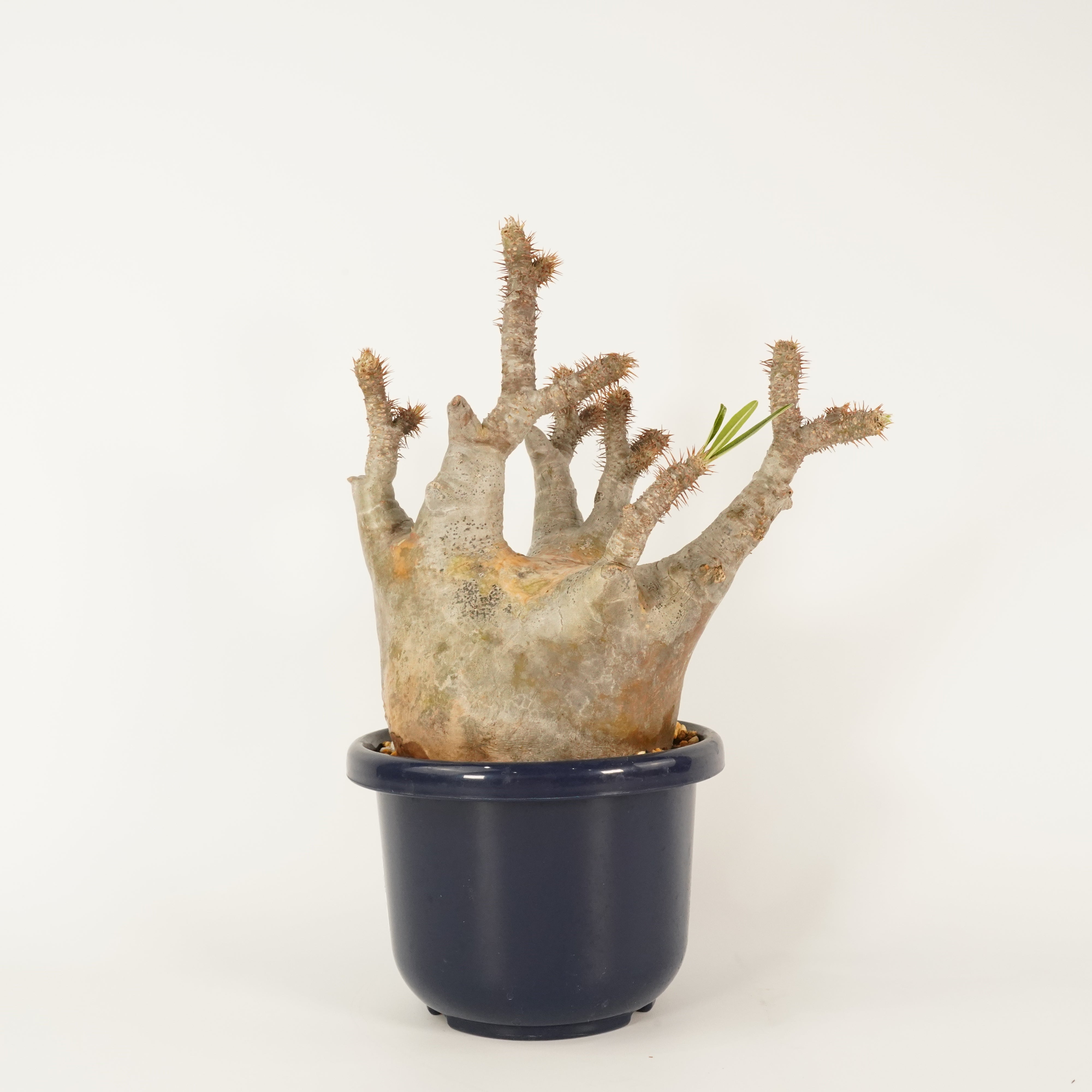 パキポディウム マカイエンセの特徴 – Hachi-8