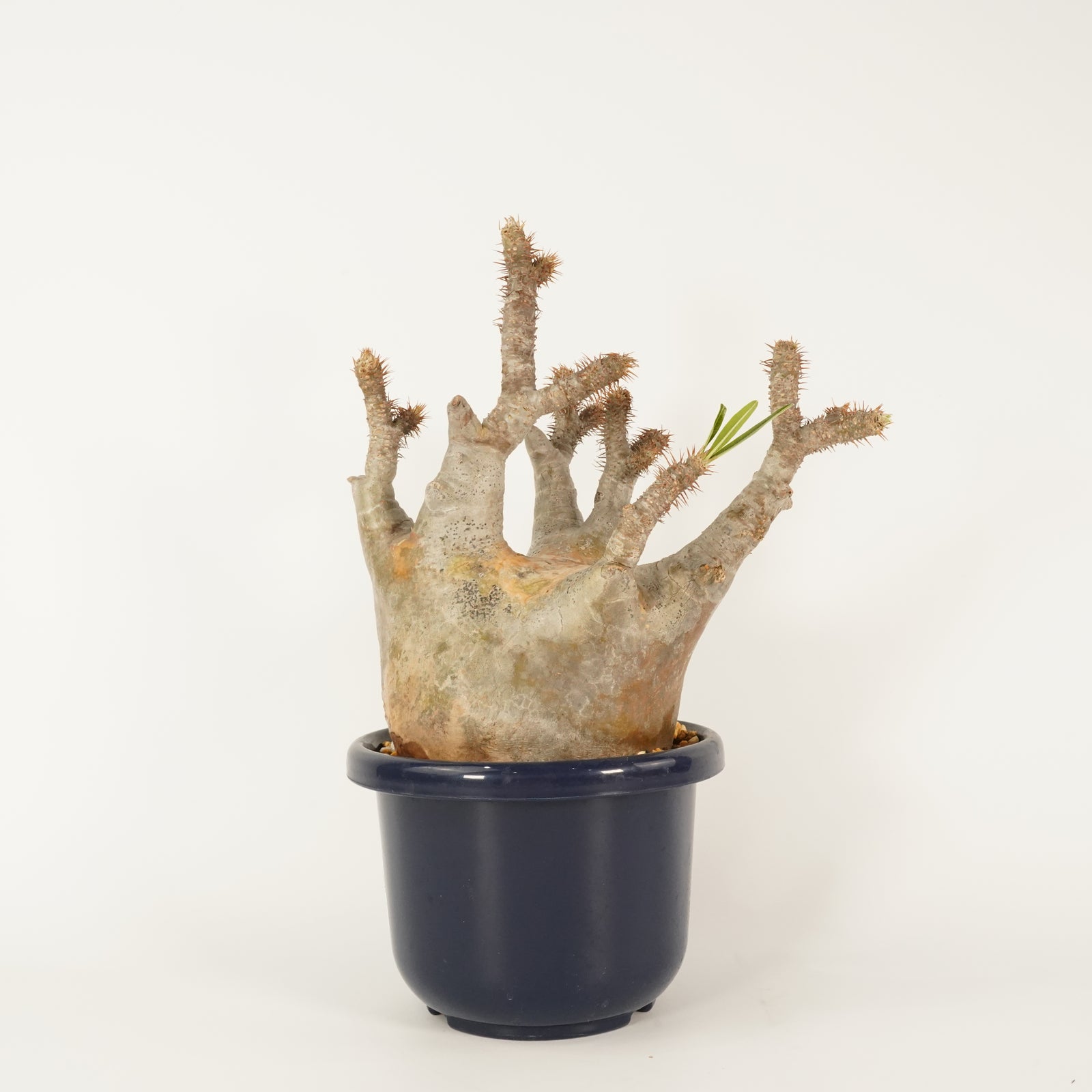 パキポディウム　マカイエンセの特徴