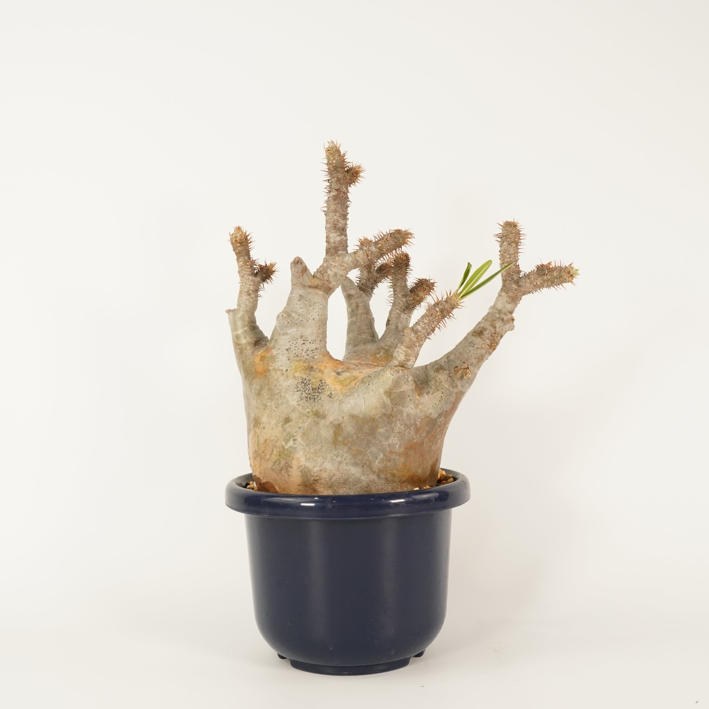 パキポディウム　マカイエンセの特徴