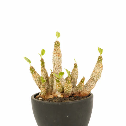 ドルステニア・ホルウッディ 多頭タイプの特徴