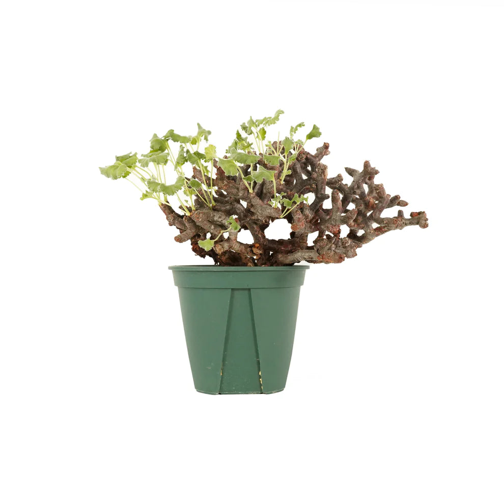 ベラルコニウム・ミラビレ の特徴