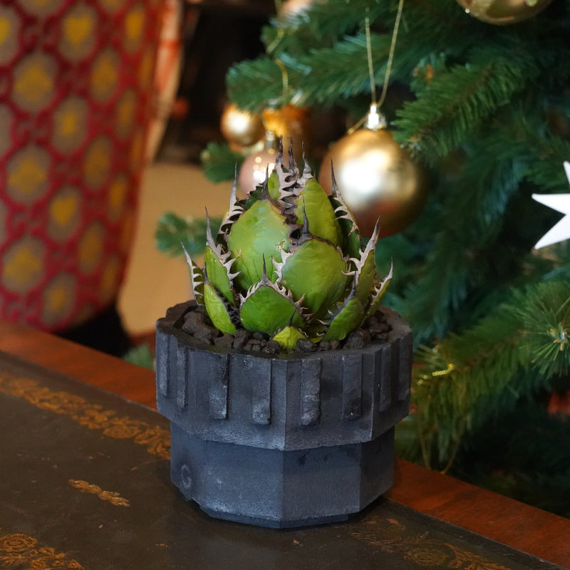 Goldbricker X アガベ・ホリダ