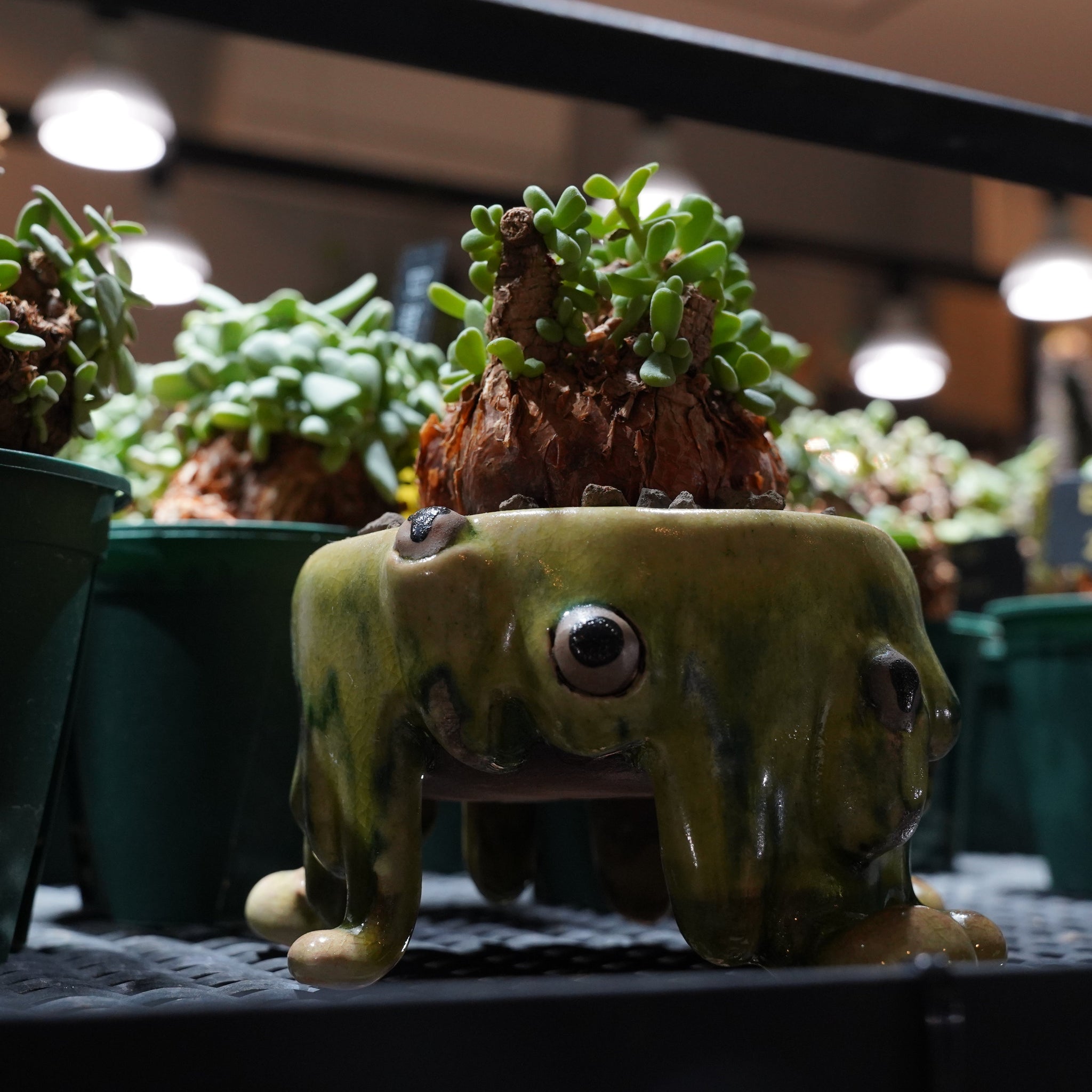 ハルヒ×ケラリア・ピグマエア