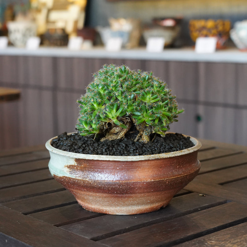 須釜優子 X トリコ ディア・デマ デンサム