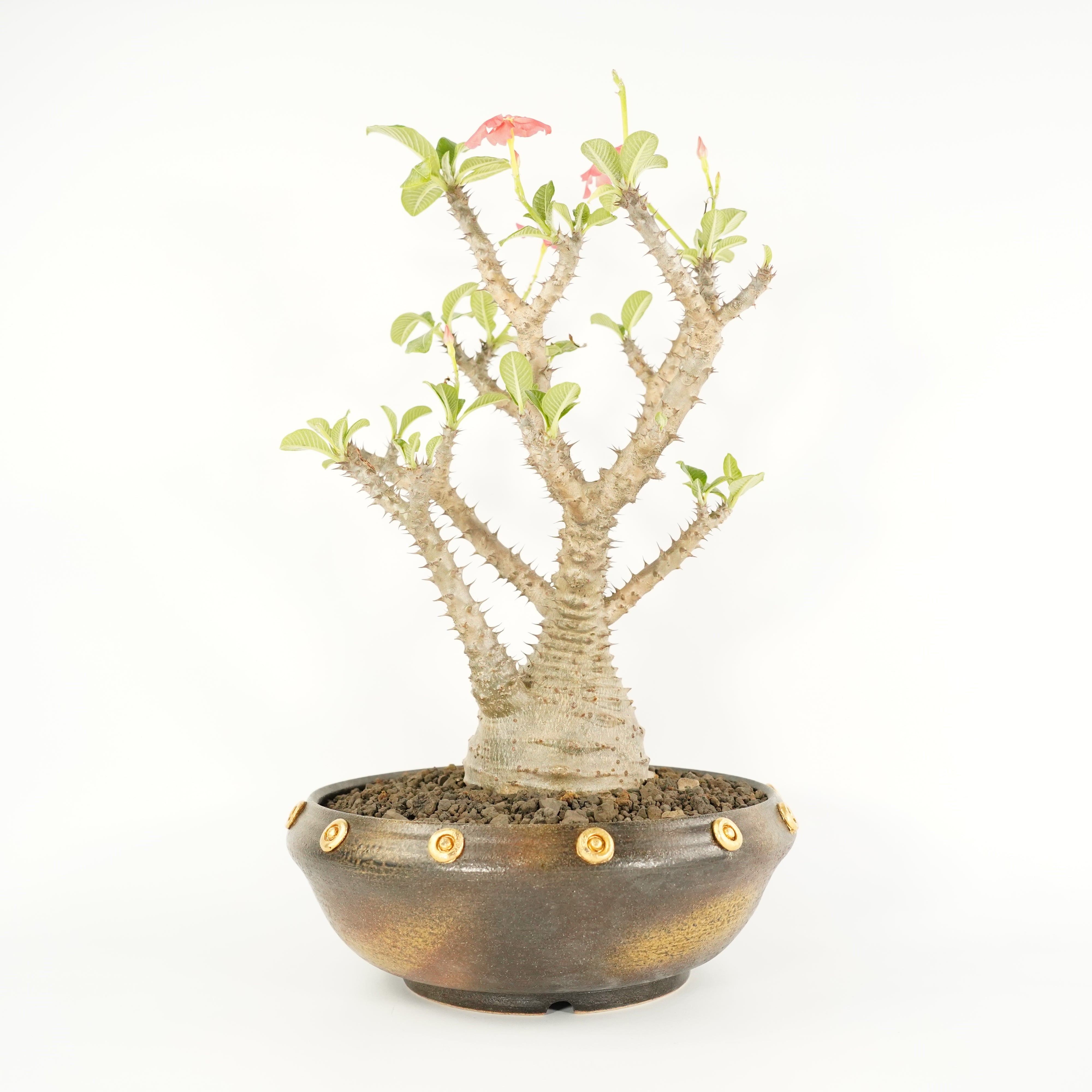 プリンさんウィンゾリー　10 パキポディウム ウィンゾリー | GREEN LUCK