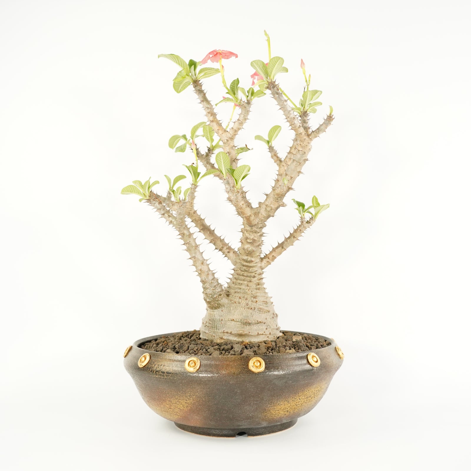 ウィンゾリーと鉢のセット