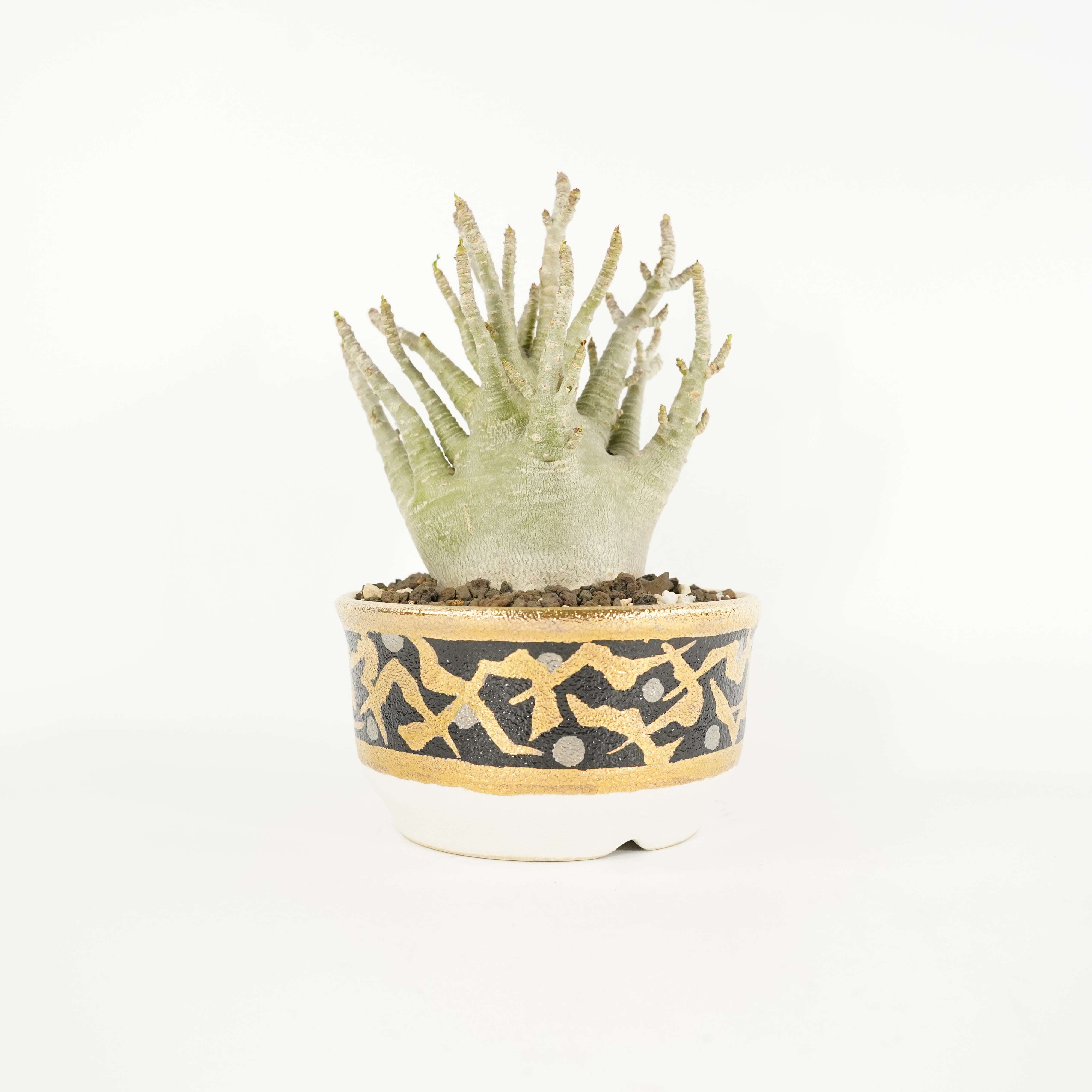 アデニウム アラビカム ドワーフの特徴 – Hachi-8