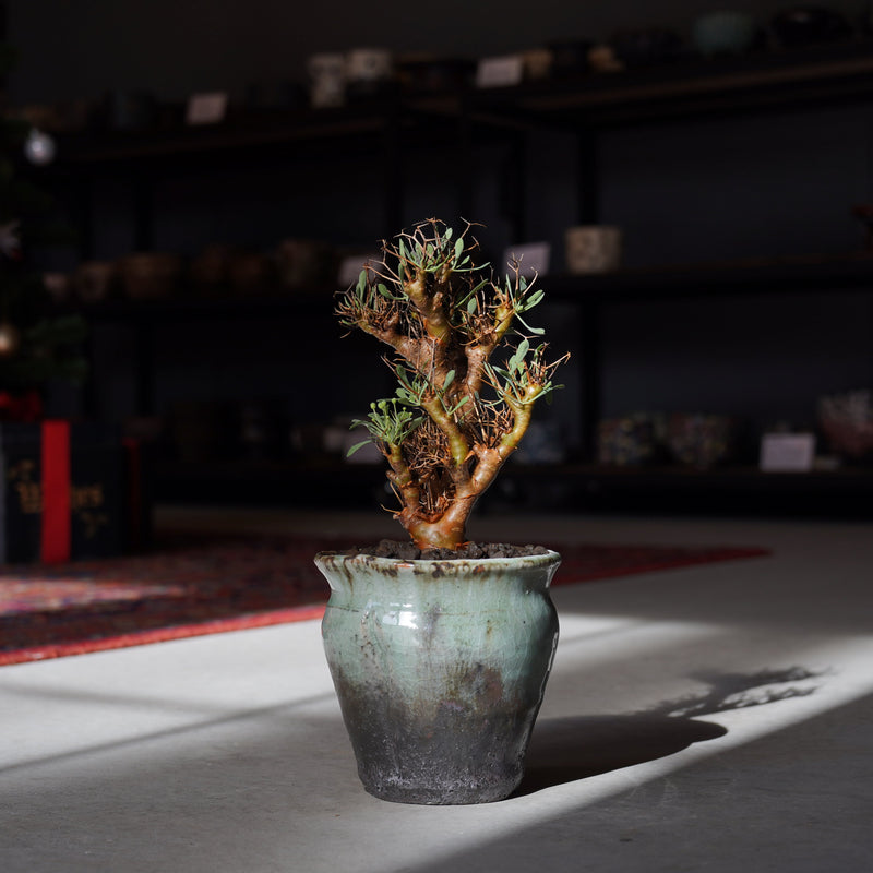 須釜 優子 X オトンナ・ユーフォルビオイデス