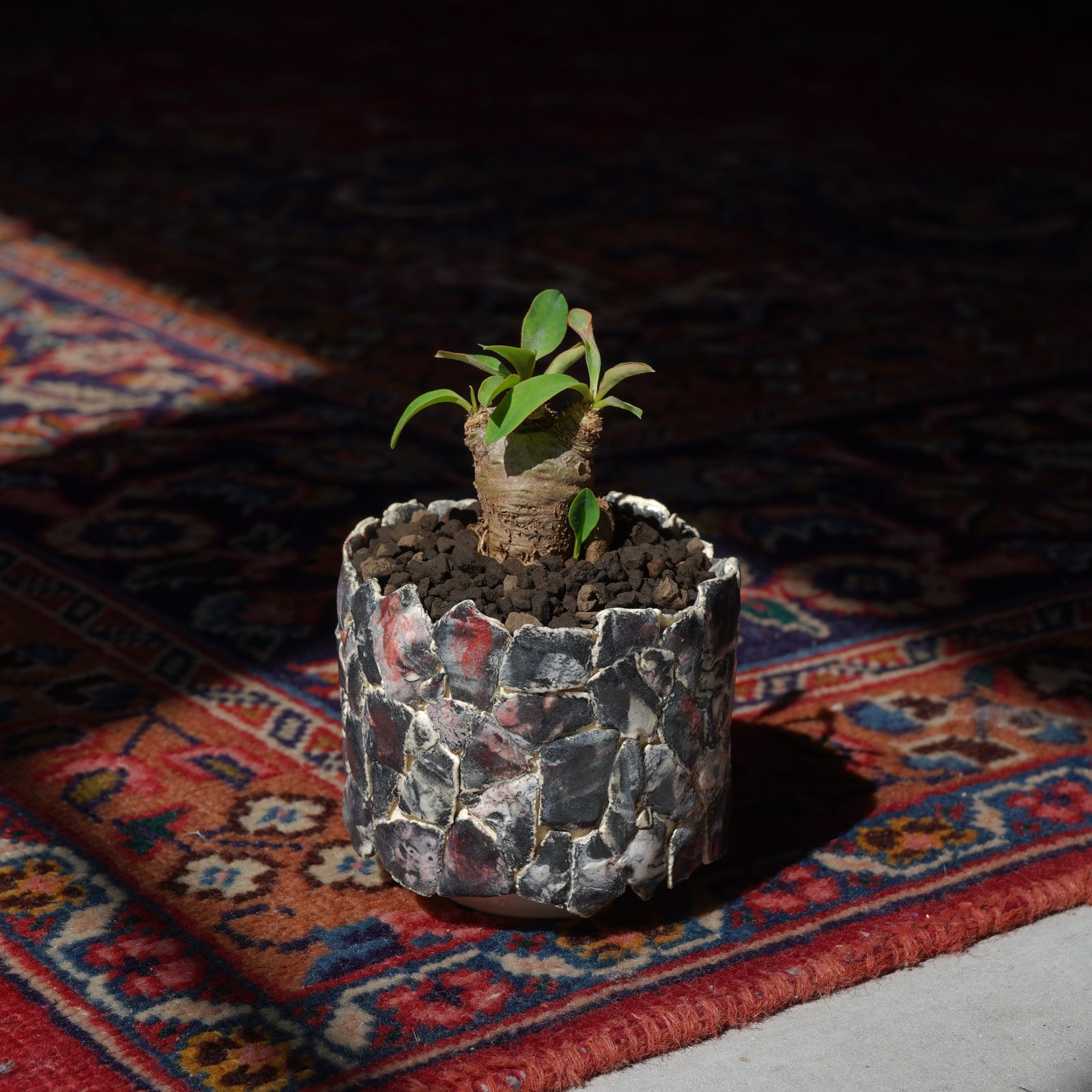 鈴木 朋美 X  ユーフォルビア・イトレメンシス