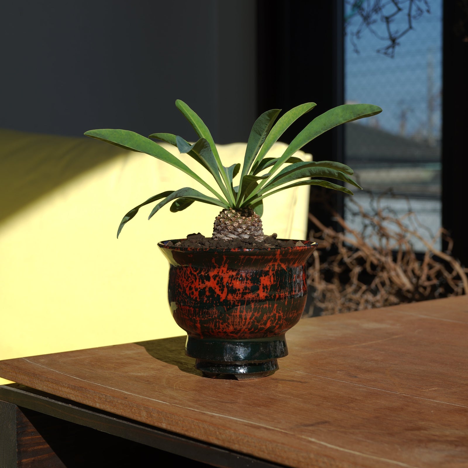 大谷 紀貴 X ユーフォルビア・ブプレウリフォリア／鉄甲丸