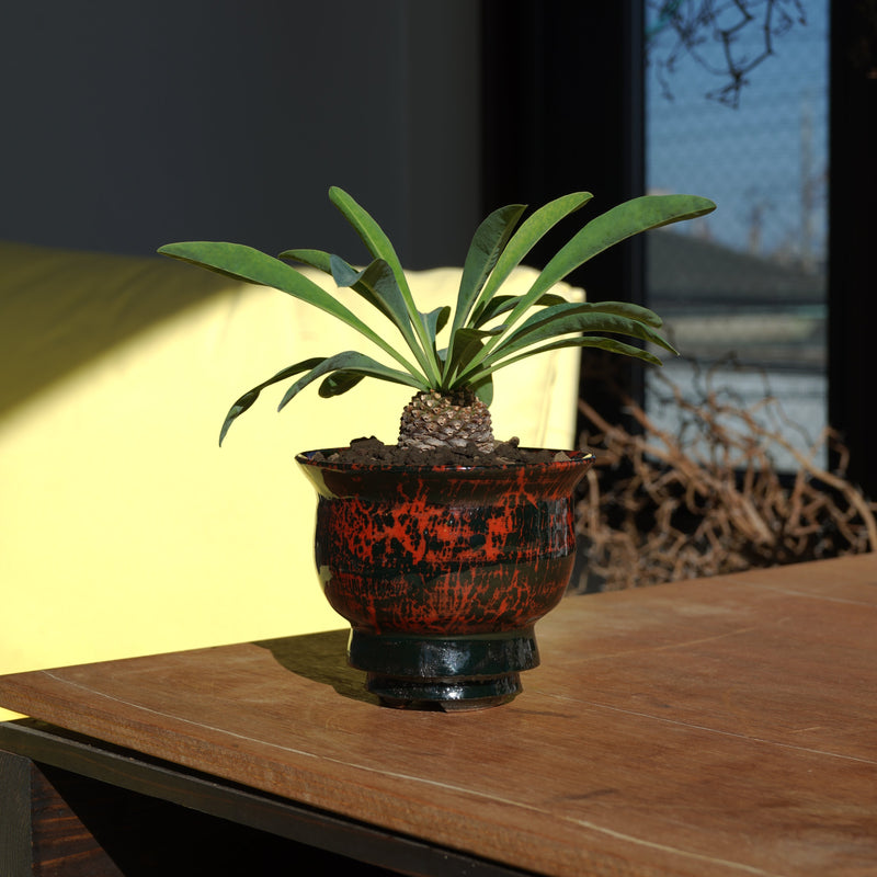 大谷 紀貴 X ユーフォルビア・ブプレウリフォリア／鉄甲丸