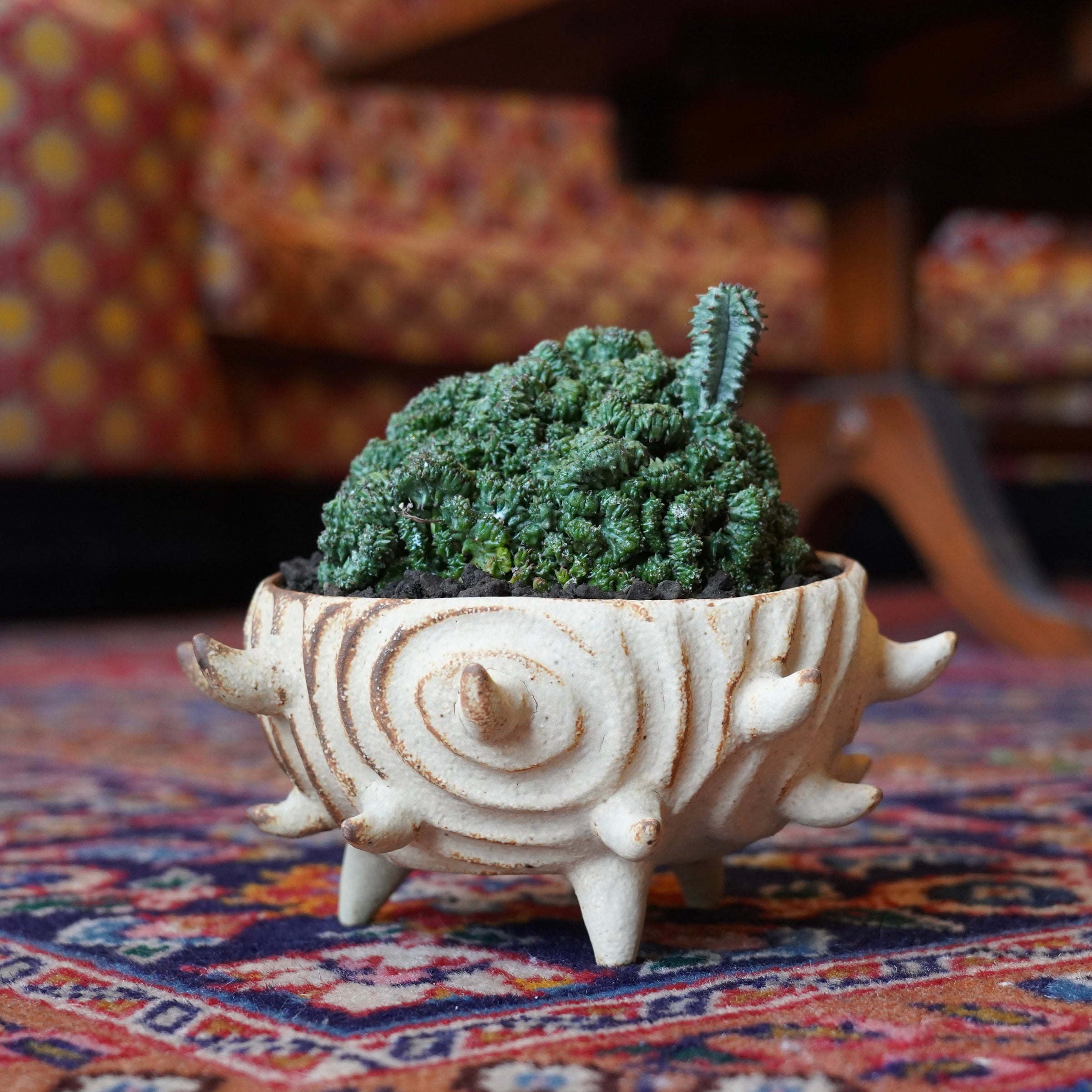 shosho X ユーフォルビア・ホリダ ’クリスタータ’