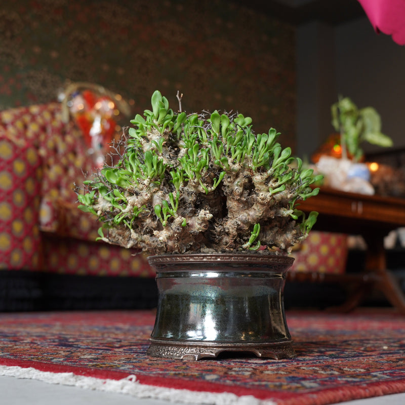 後藤 瑞葉 X 万物想