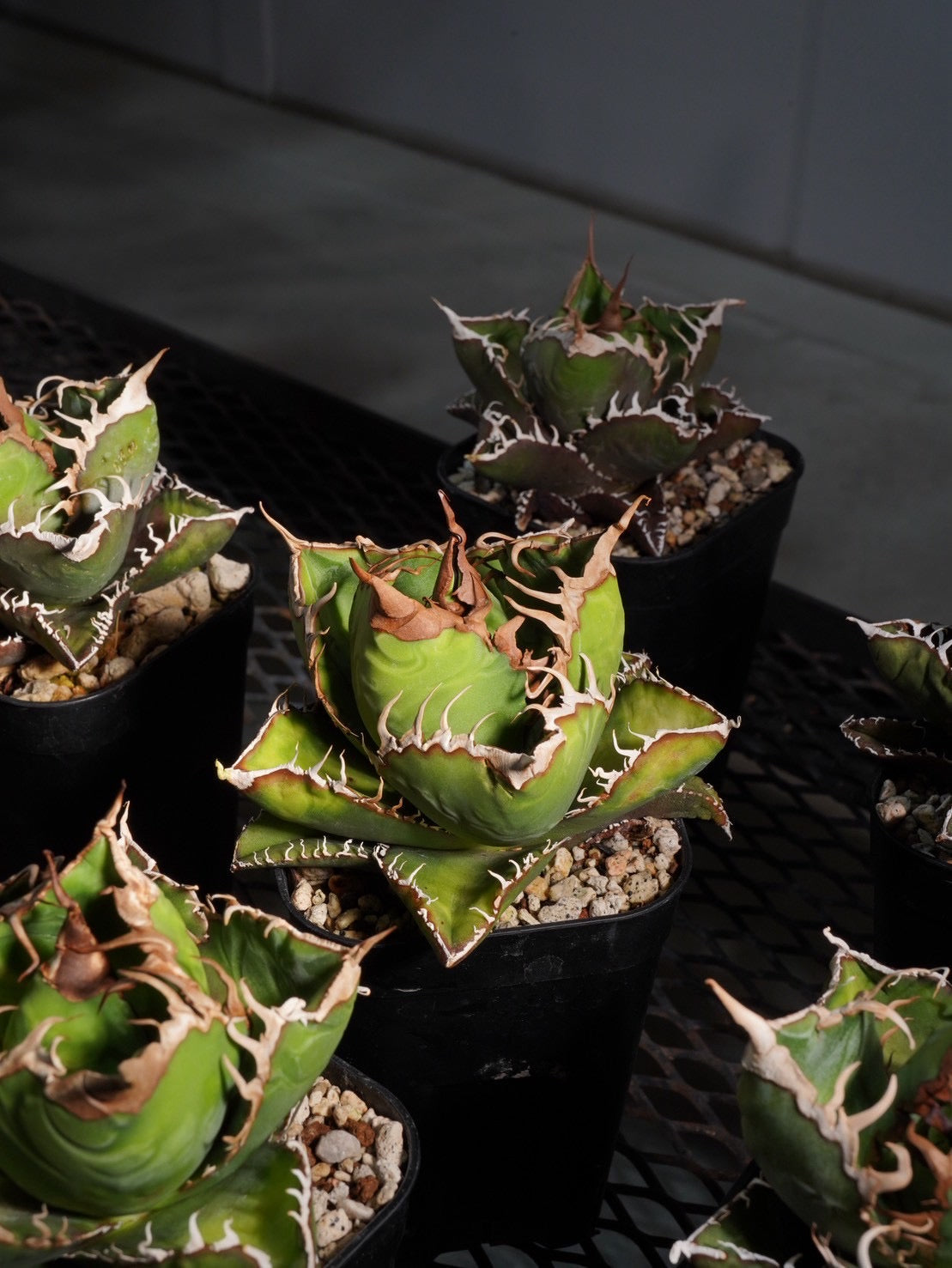 【入荷情報】アガベ チタノタ “悪魔くん” OC（オリジナル子株）｜TCではない本物の血脈を持つ希少株