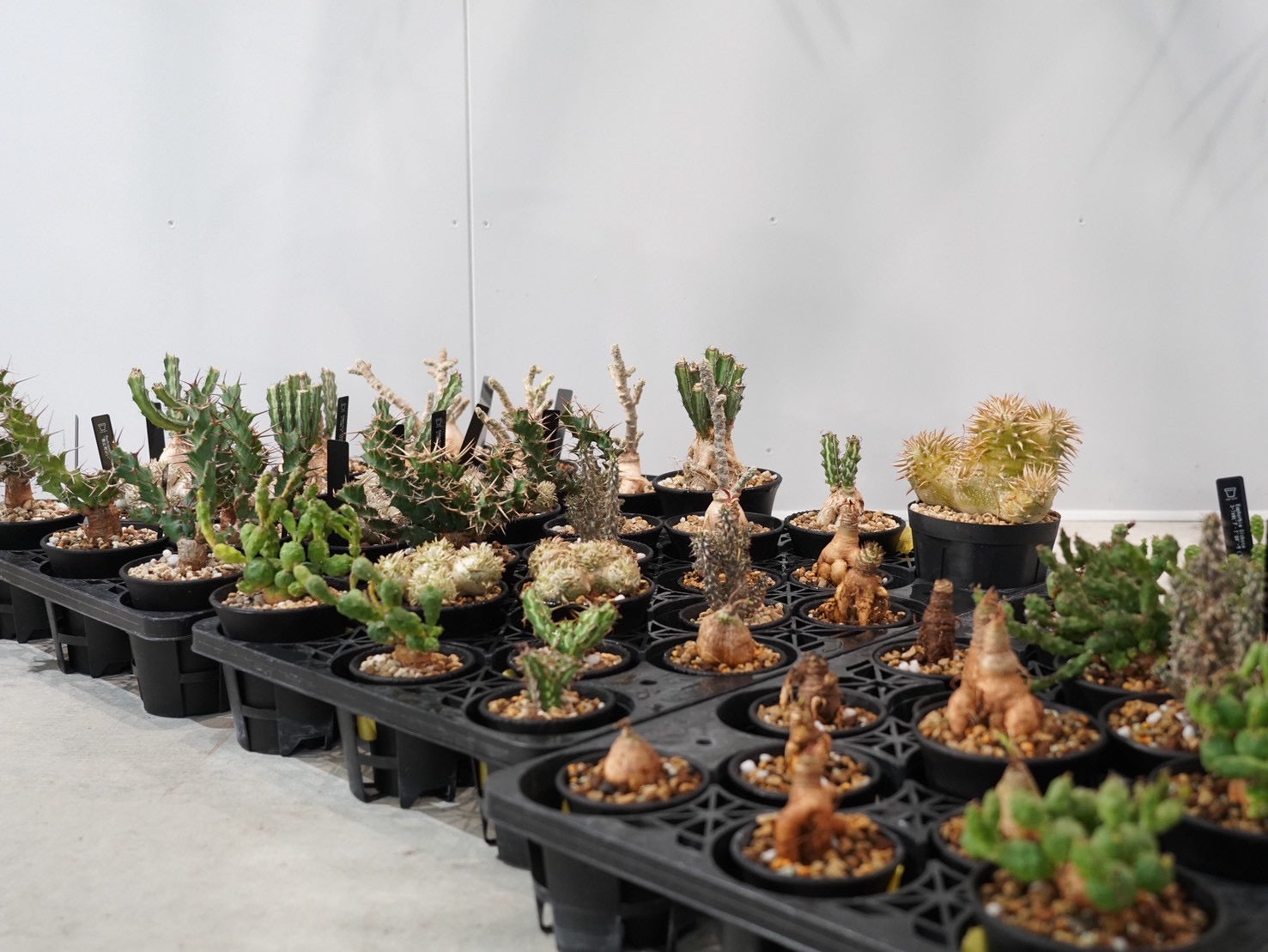 ユーフォルビアなど珍奇植物が続々入荷！新着植物を入れたHACHI-8クジ開催！