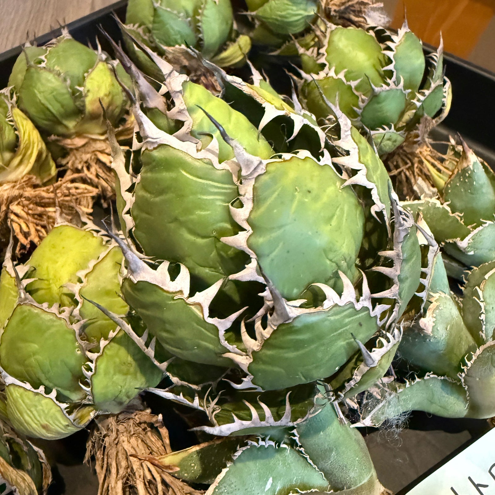 アガベ ベアルート株が大量入荷！蚩尤・氷雹・トトロ・白鯨など人気品種が勢ぞろい｜HACHI-8