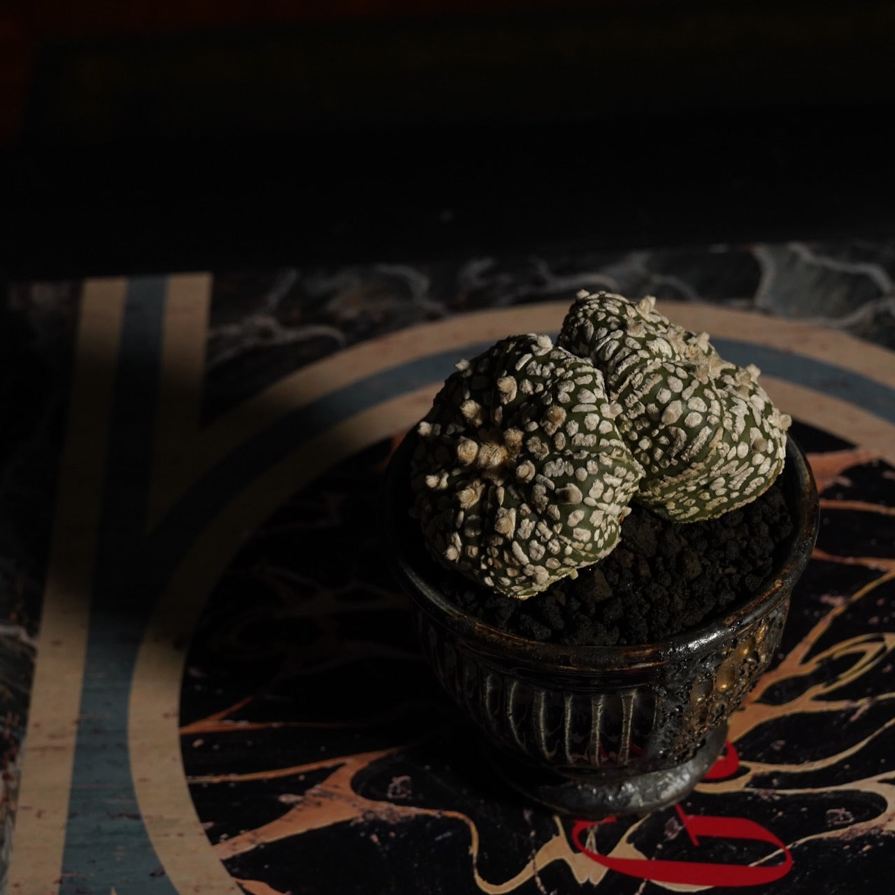 WildHeaven×アストロフィツム 兜丸 ダブルヘッド