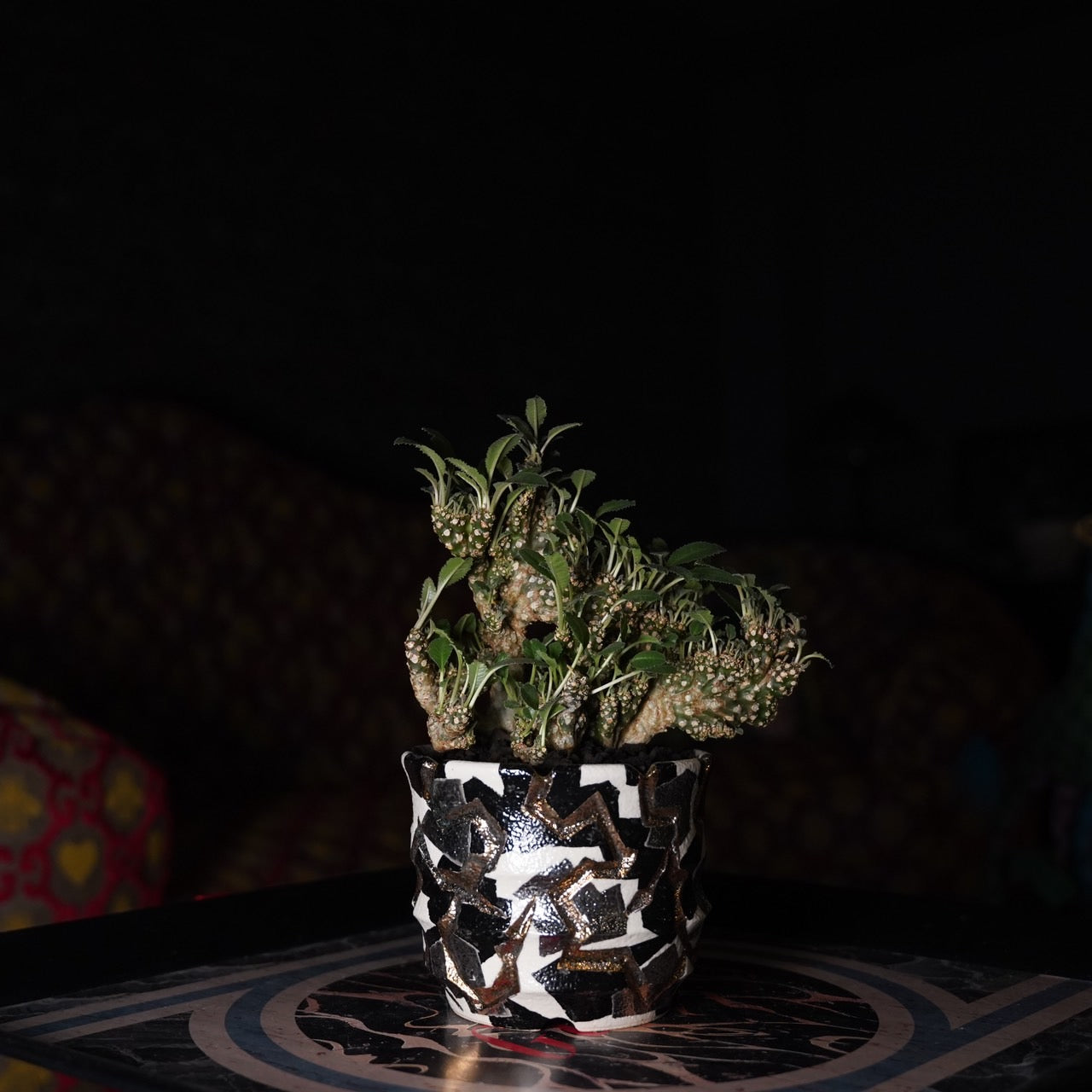 熊本栄司×ドルステニア フォエチダ 綴化