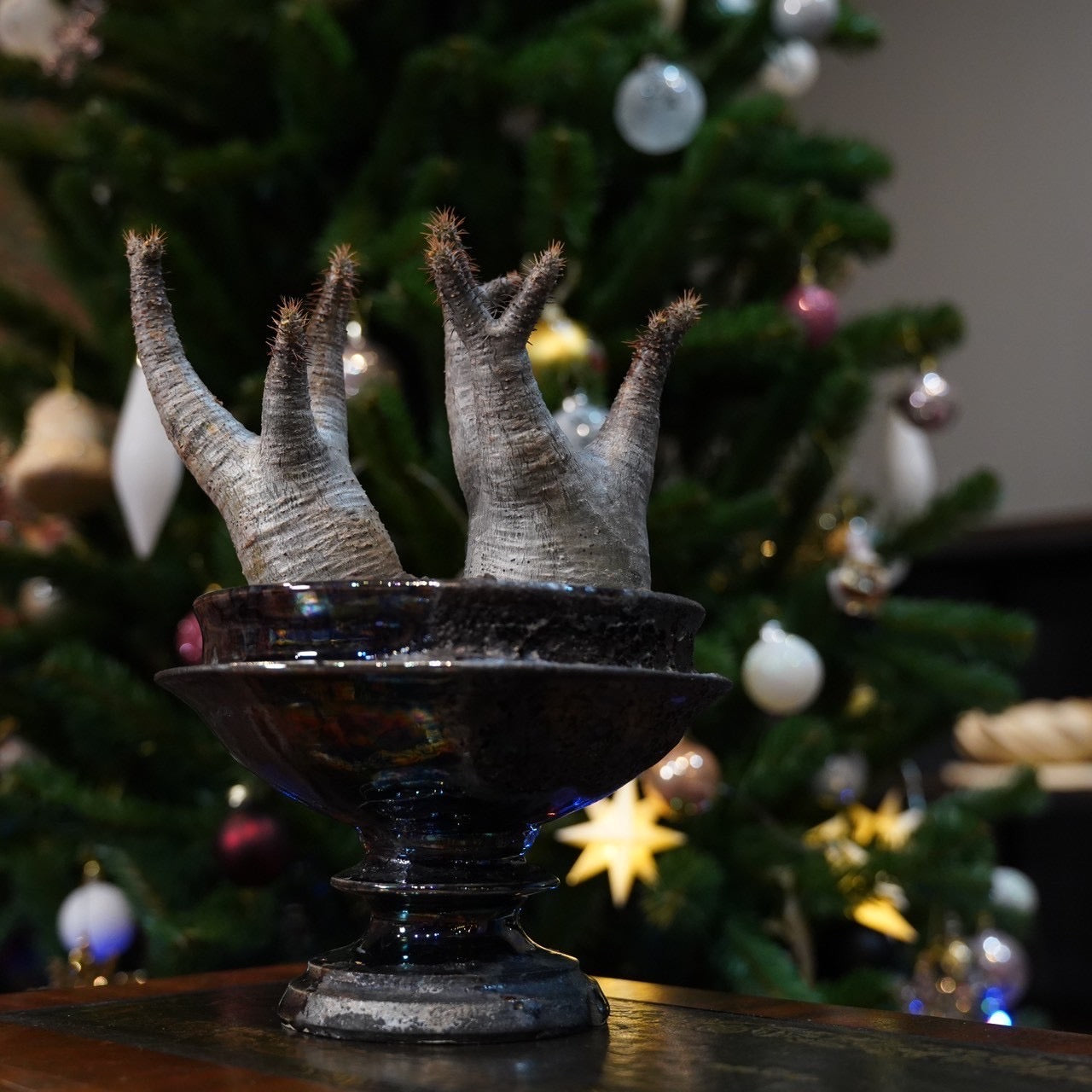 WildHeaven×パキポディウム グラキリス ダブルヘッド