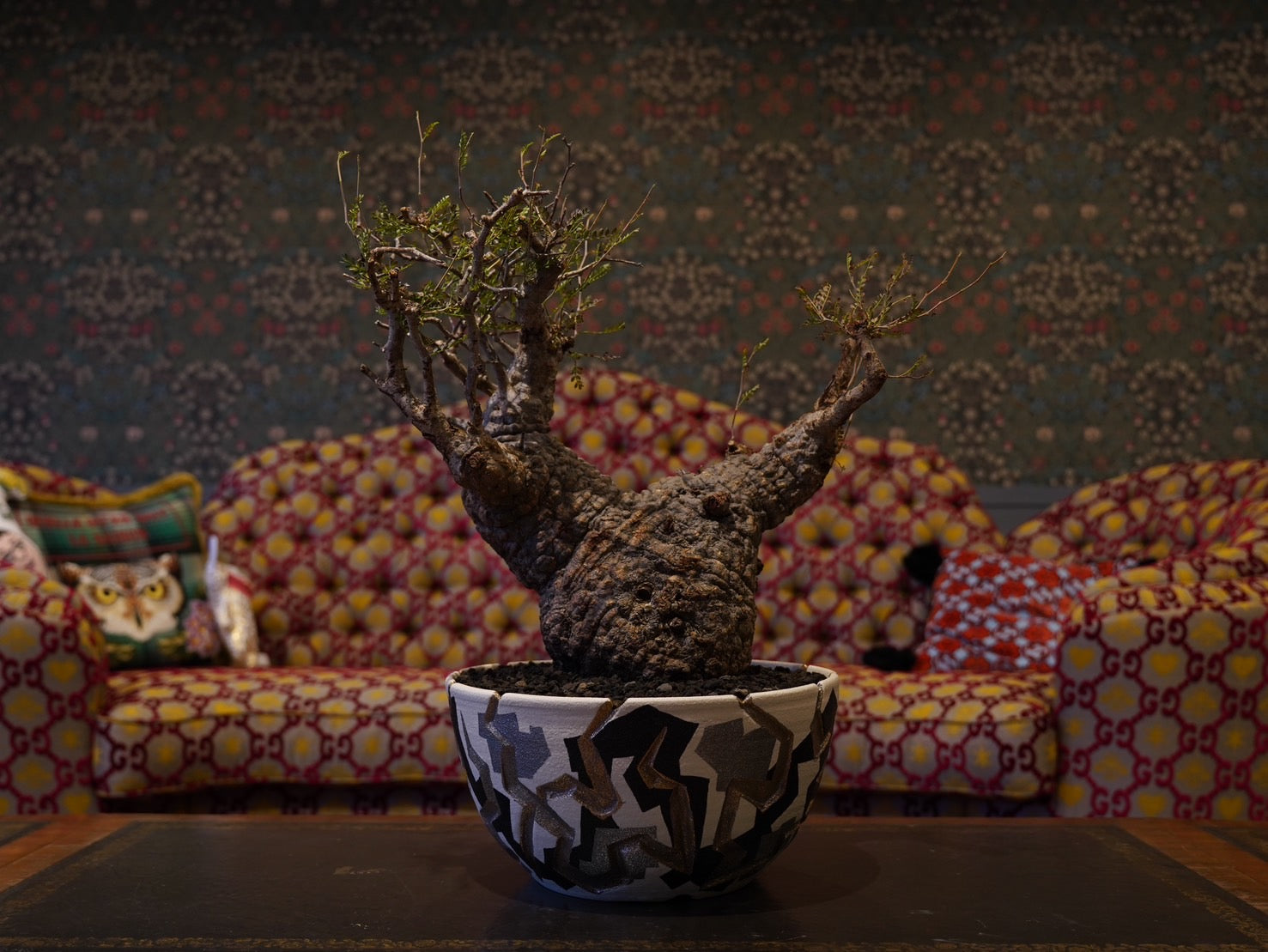 熊本栄司×オペルクリカリア・パキプス