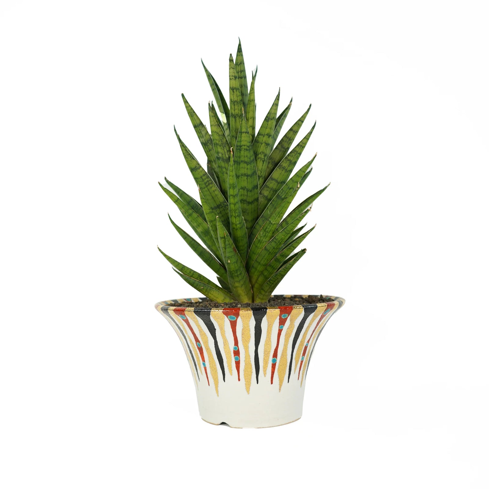 サンセベリア インドネシアン ハイタワー Sansevieria Indonesian High Tower