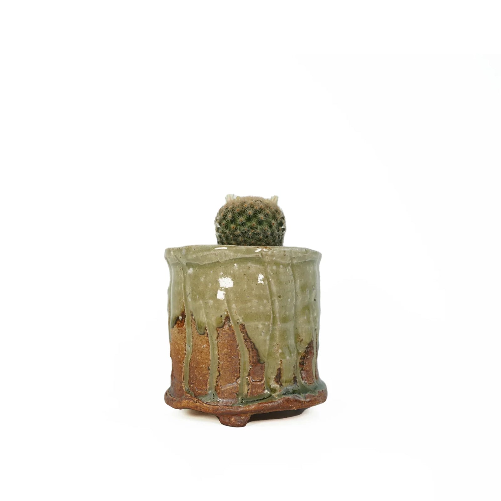 サボテン マミラリア 曙 Mammillaria denudata