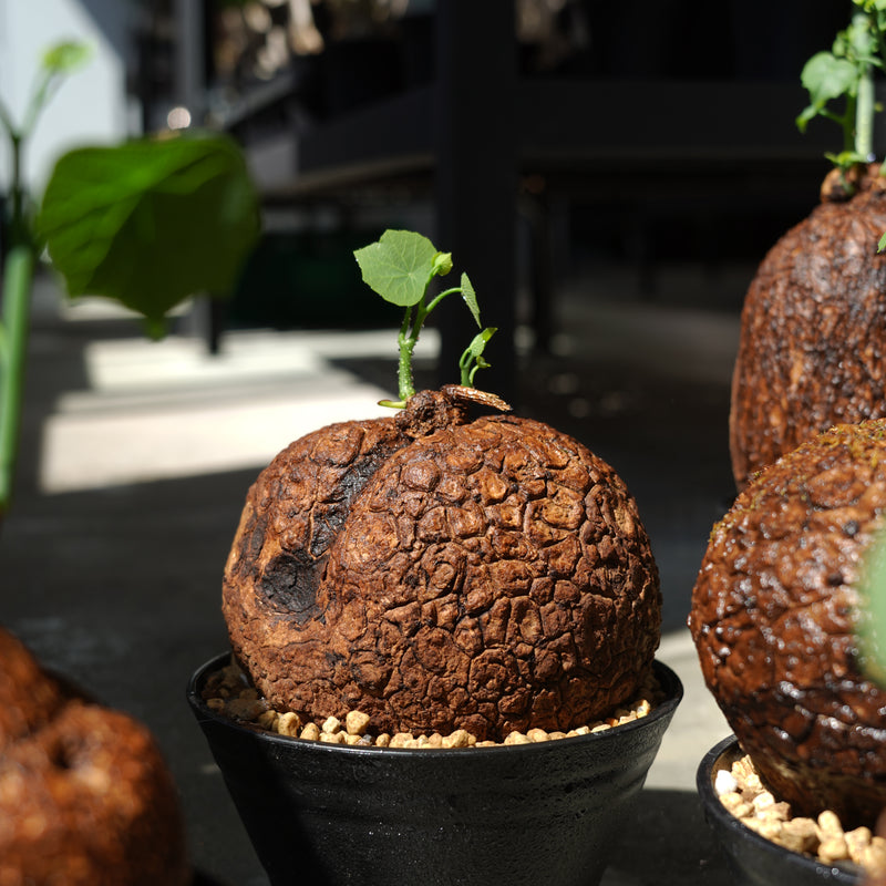 植物/ステファニア/すべて