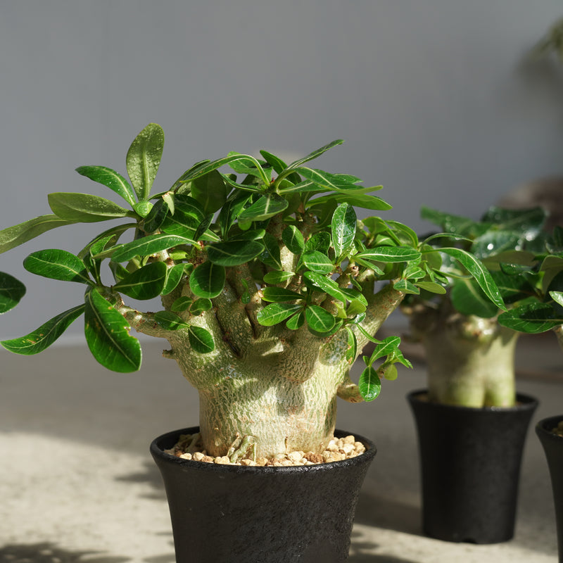 植物/アデニウム/すべて