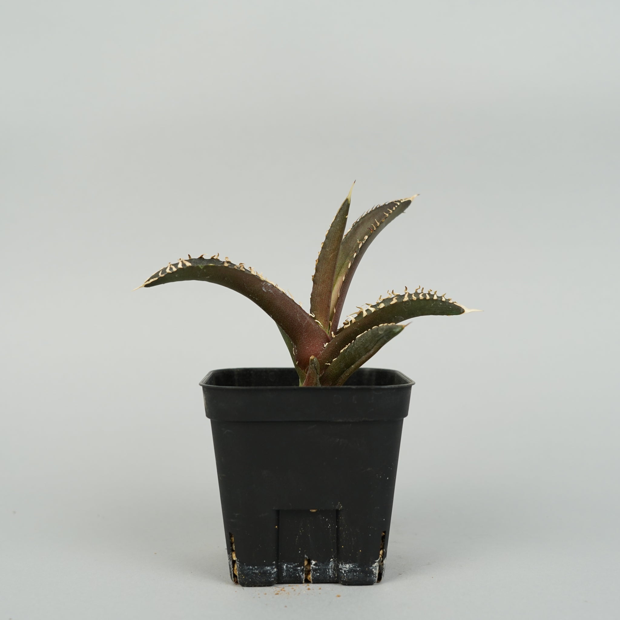 アガベ チタノタ レッドキャットウィーズル Agave titanota red catweezle/AG0090