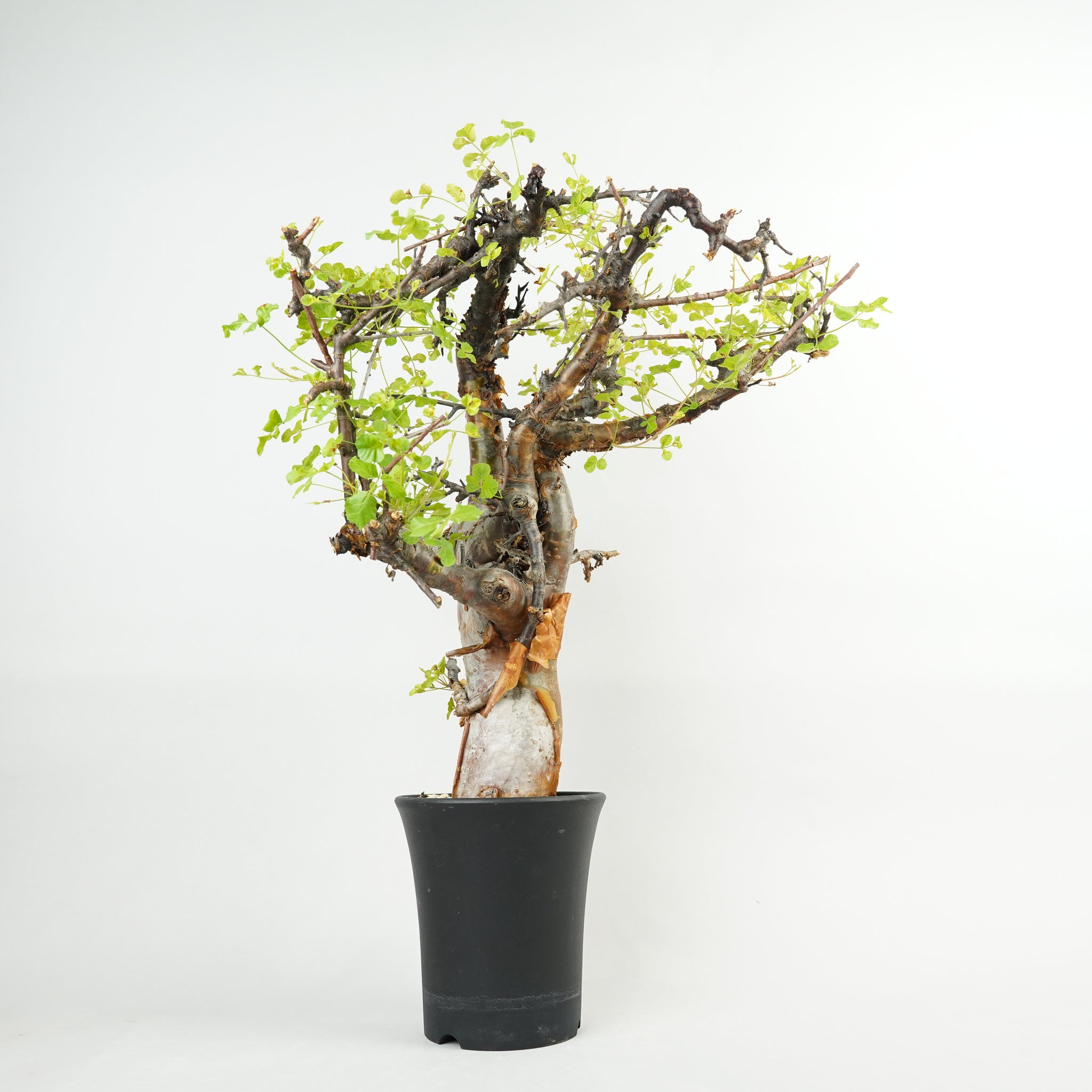 コミフォラ・ボラネンシス「Commiphora boranensis」/ET1191