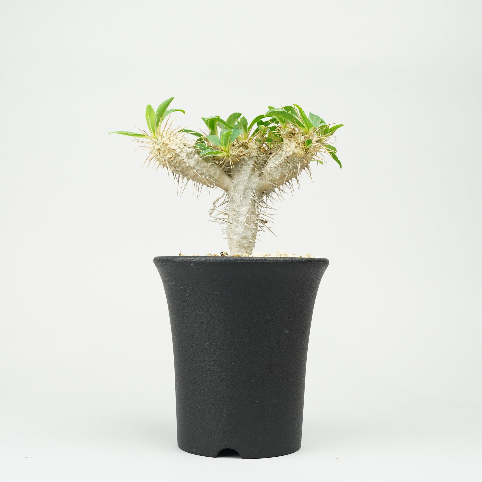 ユーフォルビア・ギラウミニアナ「Euphorbia guillauminiana」/EU0389