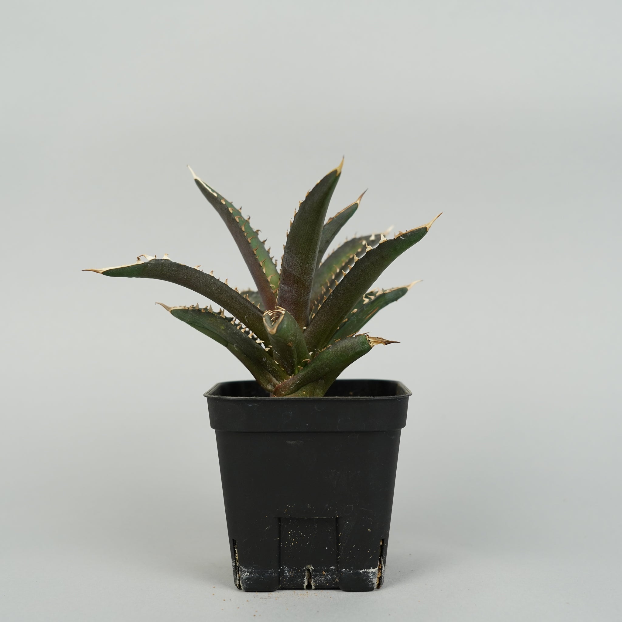 アガベ チタノタ レッドキャットウィーズル Agave titanota red catweezle/AG0086
