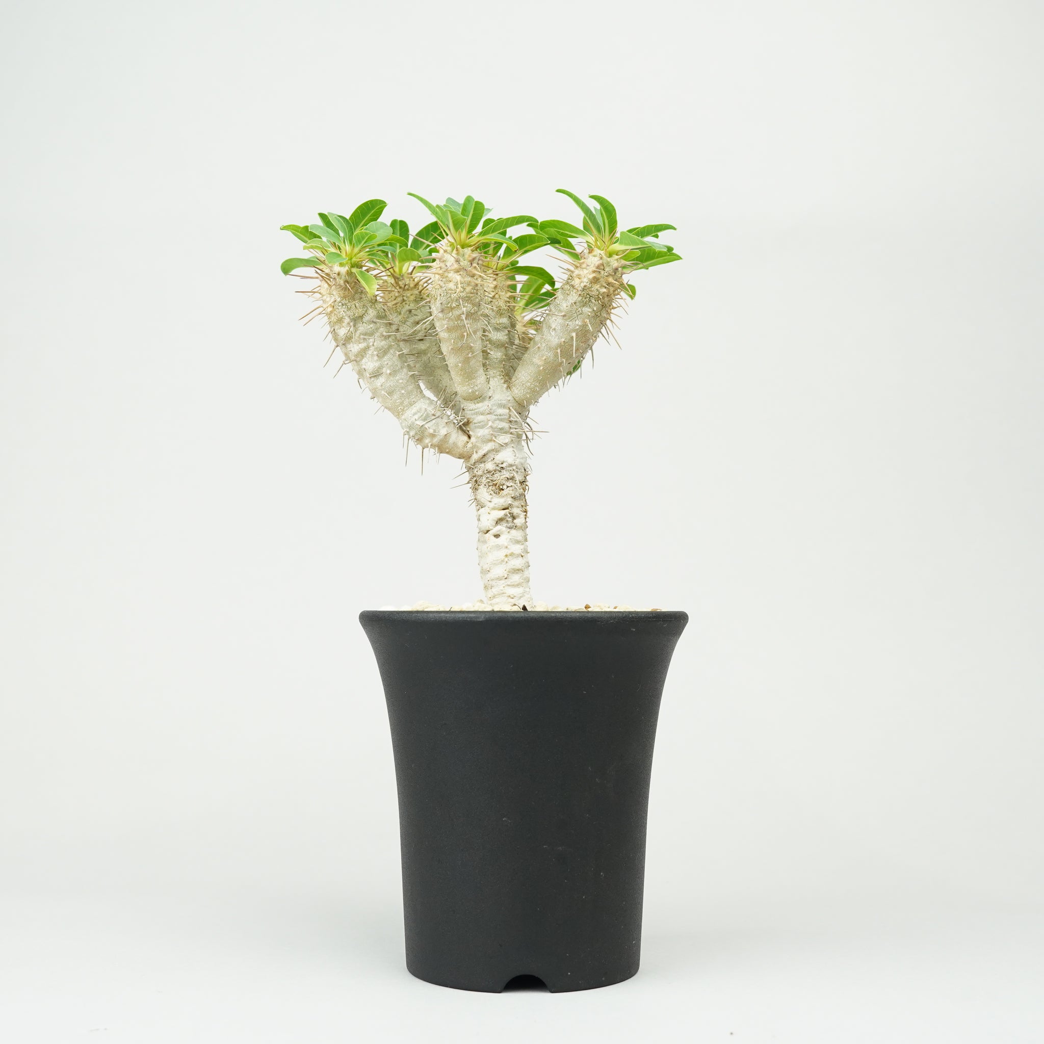 ユーフォルビア・ギラウミニアナ「Euphorbia guillauminiana」/EU403