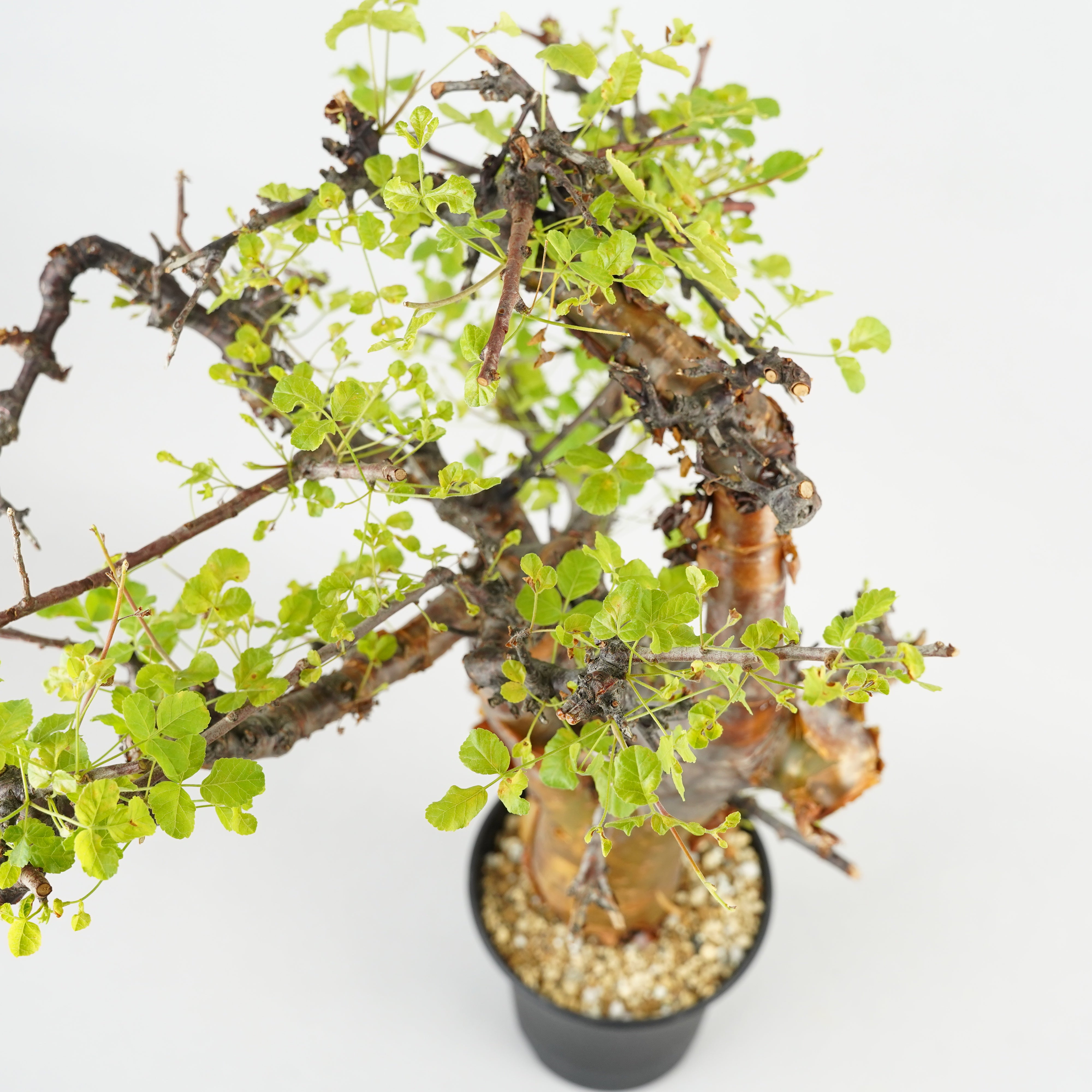 コミフォラ　ボラネンシス fit=scale-down,w=1200