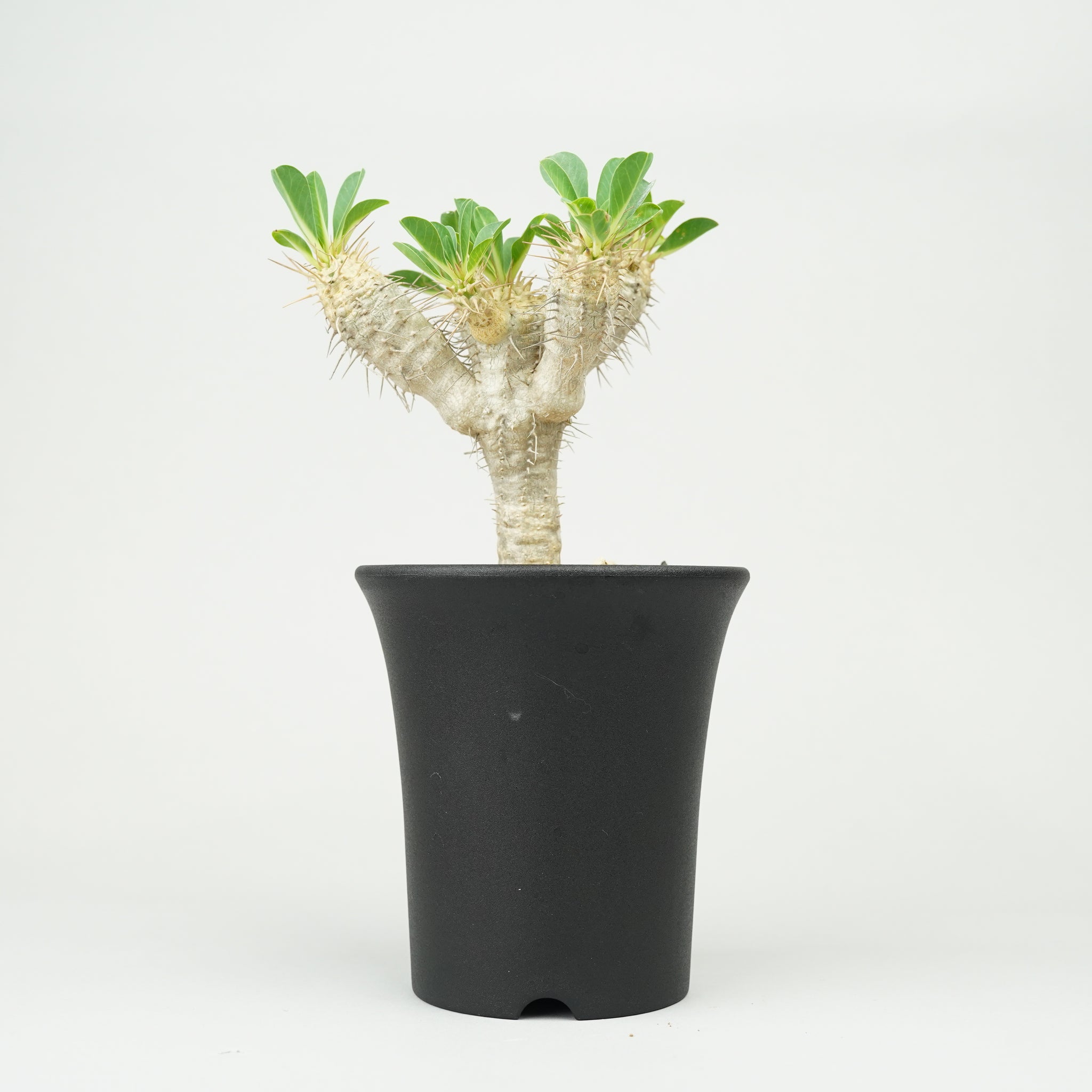 ユーフォルビア・ギラウミニアナ「Euphorbia guillauminiana」/EU0392